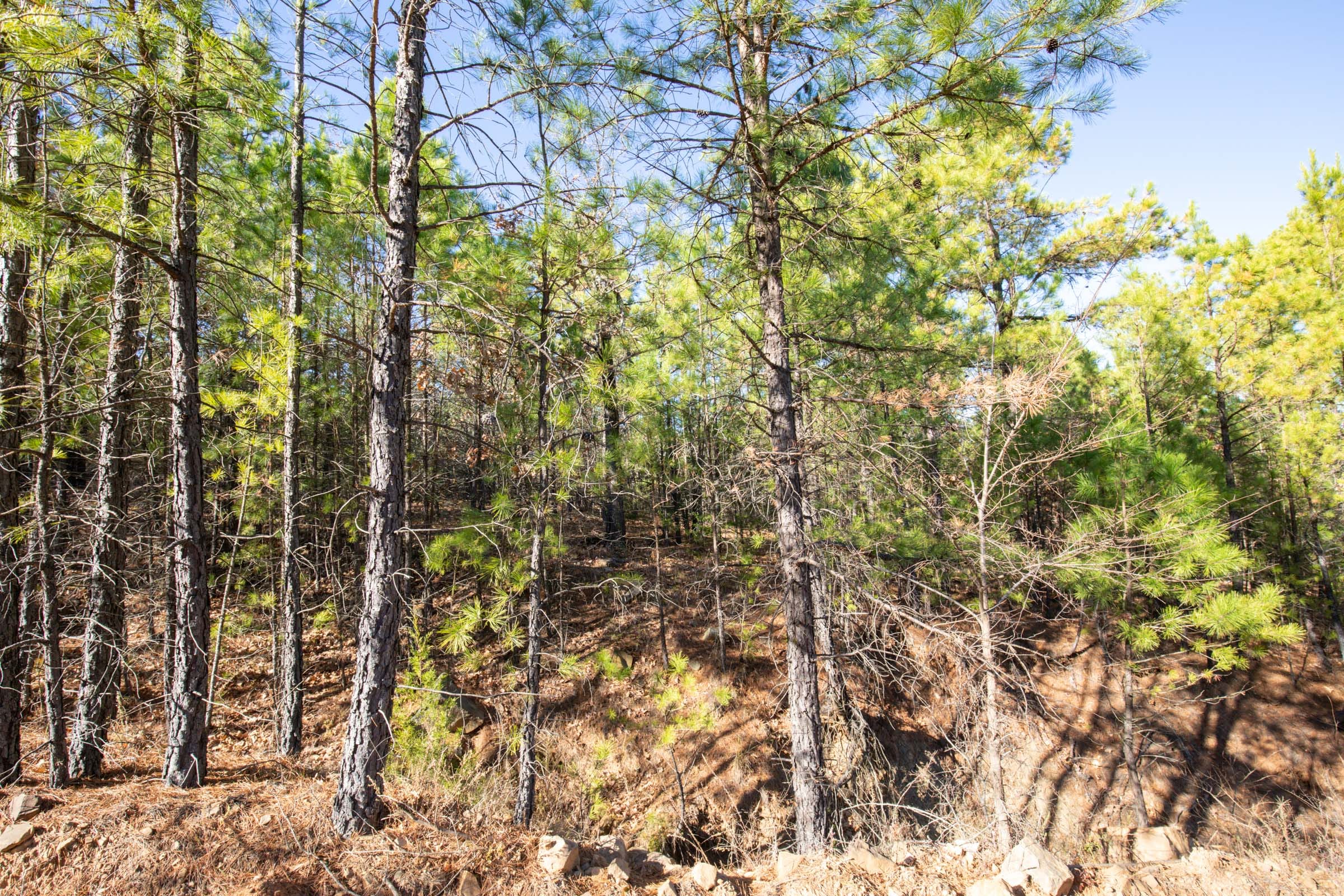 Stone Bridge Phase II Tract 76 photo 14