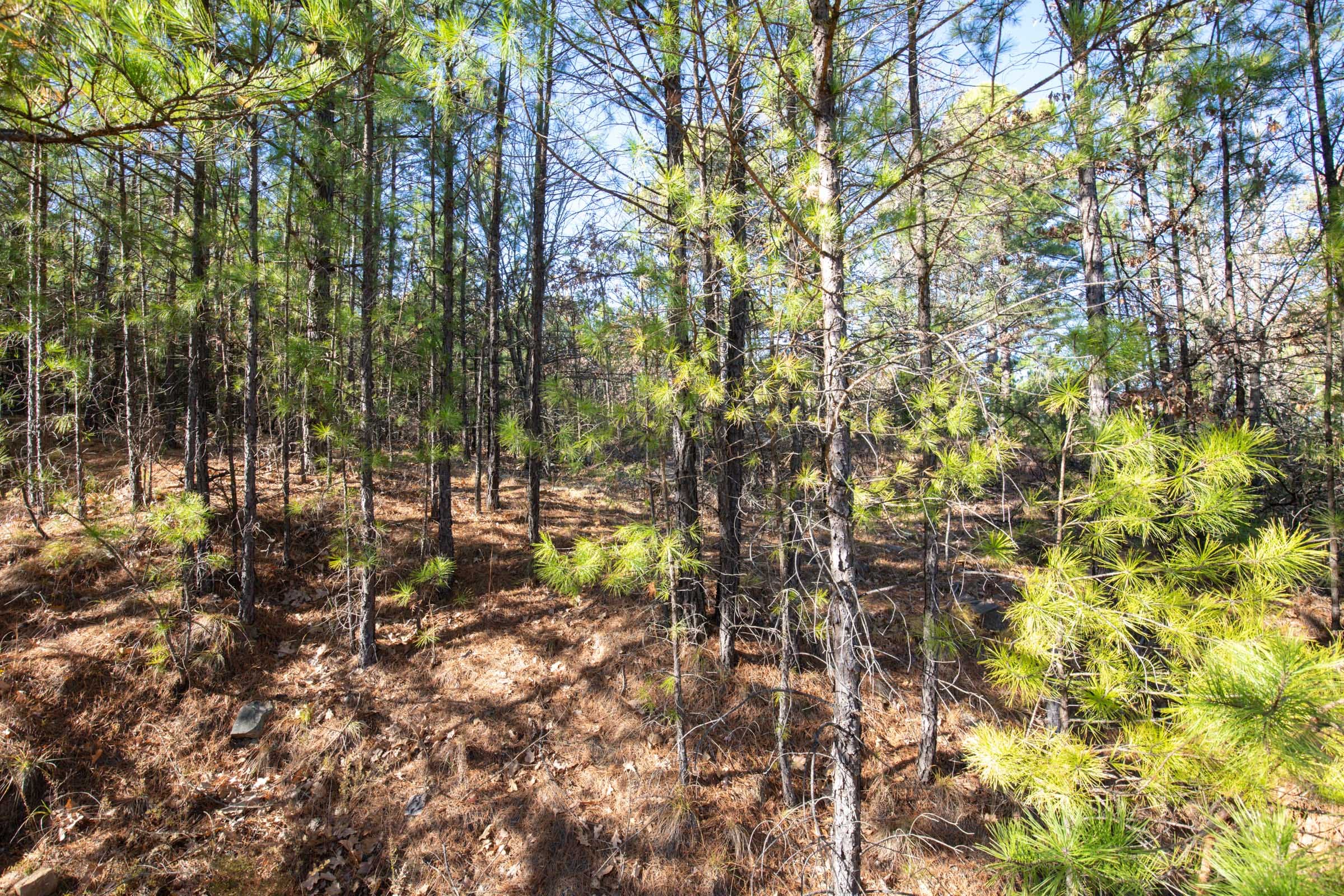Stone Bridge Phase II Tract 76 photo 15