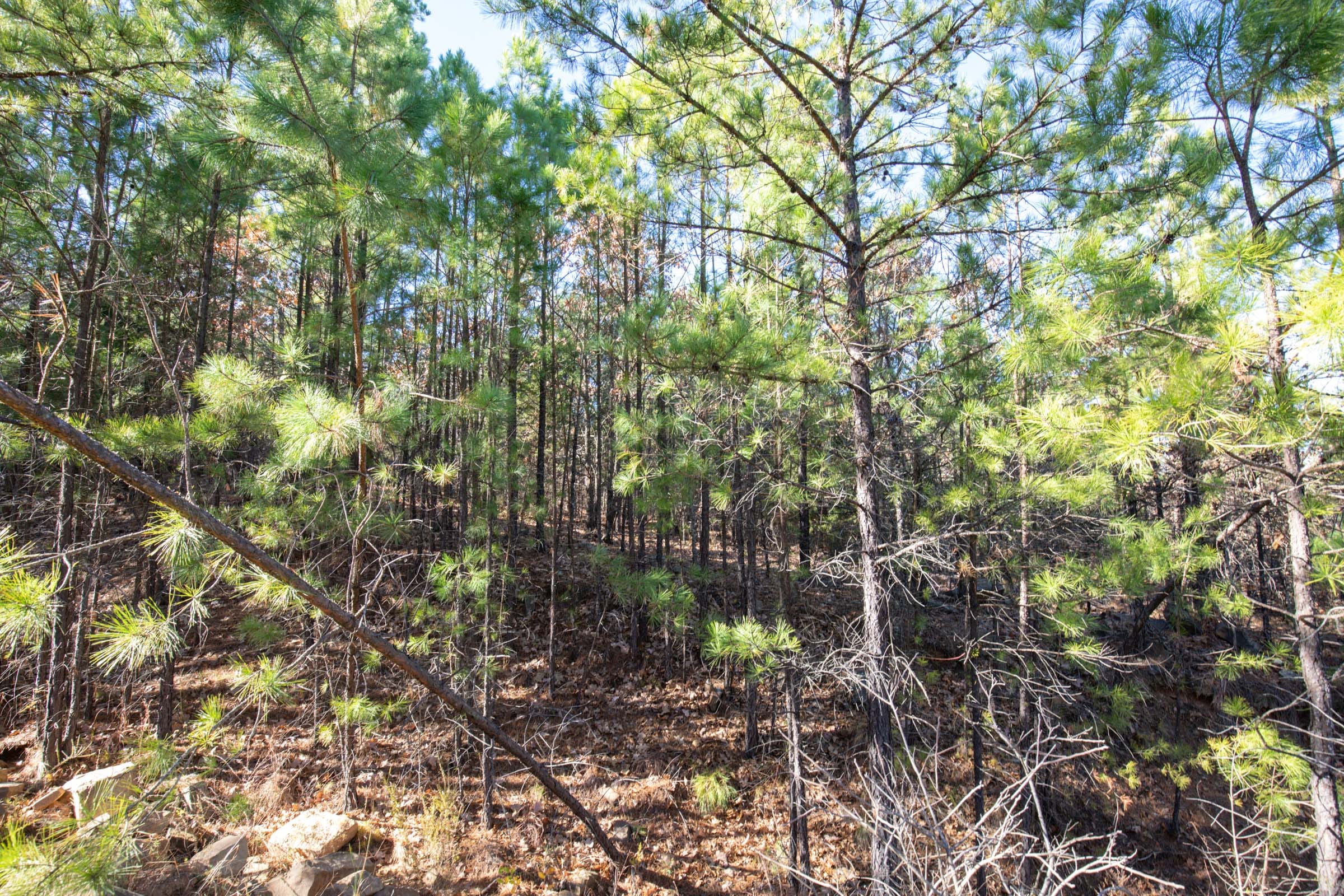 Stone Bridge Phase II Tract 76 photo 17