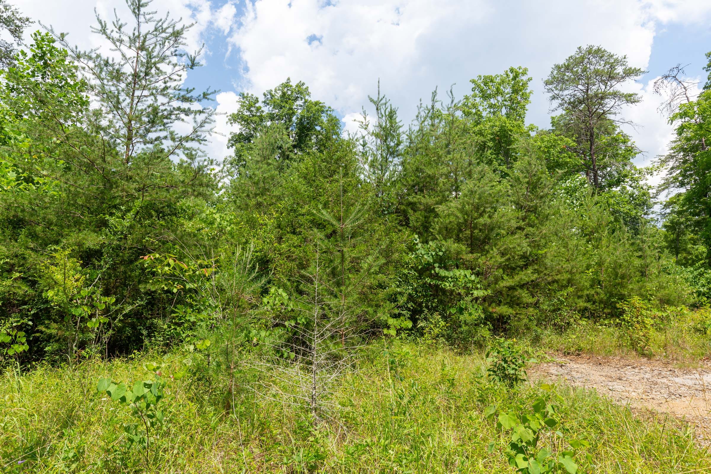 Tucker Hollow Tract 2 photo 5