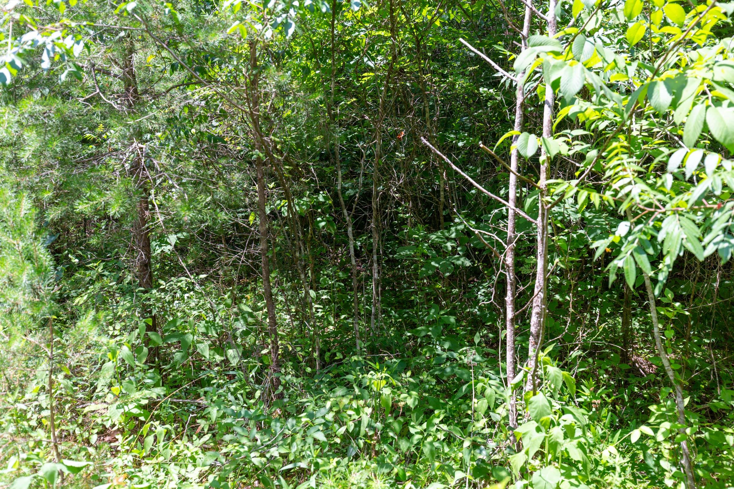 Tucker Hollow Tract 2 photo 3