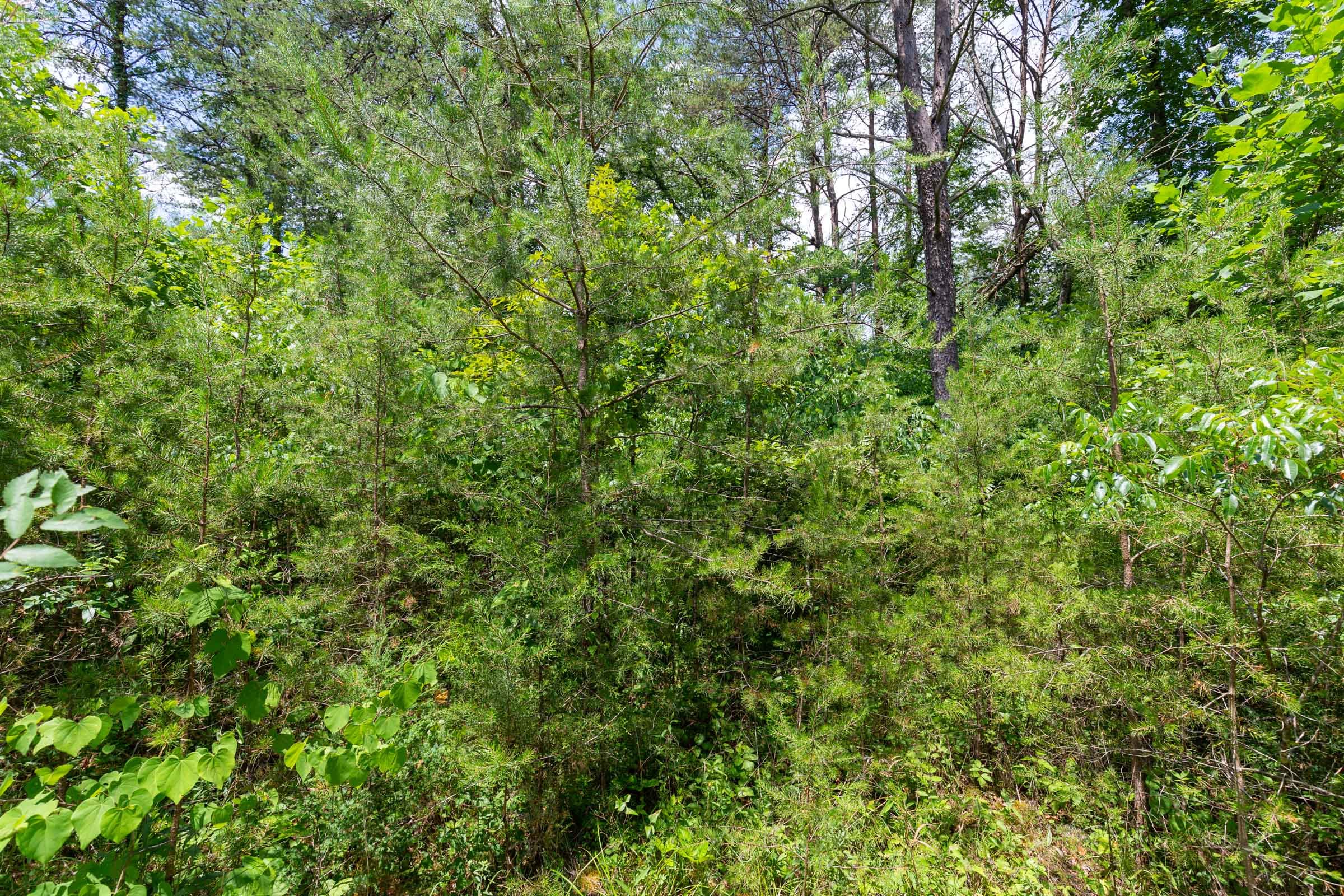 Tucker Hollow Tract 2 photo 7