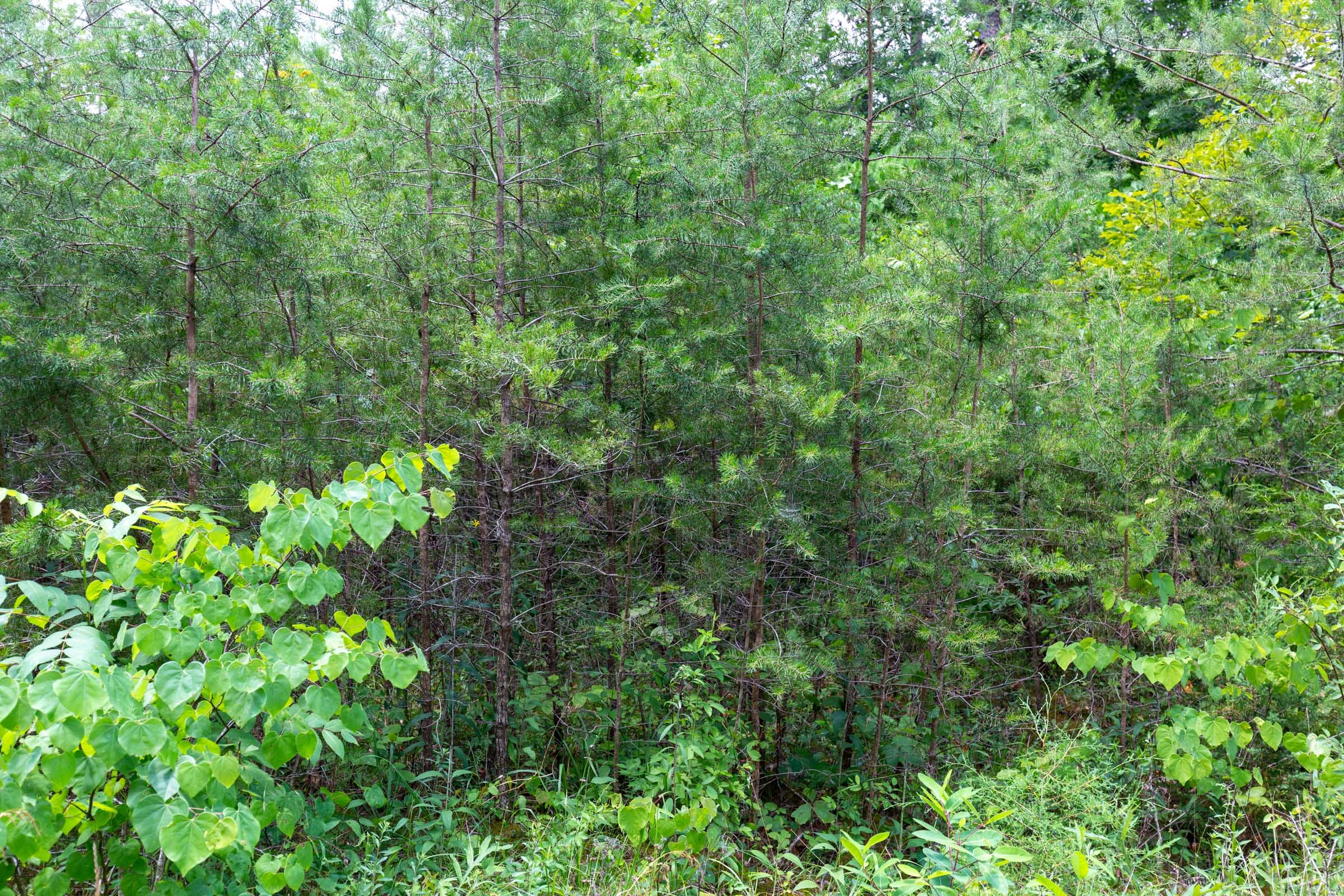 Tucker Hollow Tract 2 photo 8