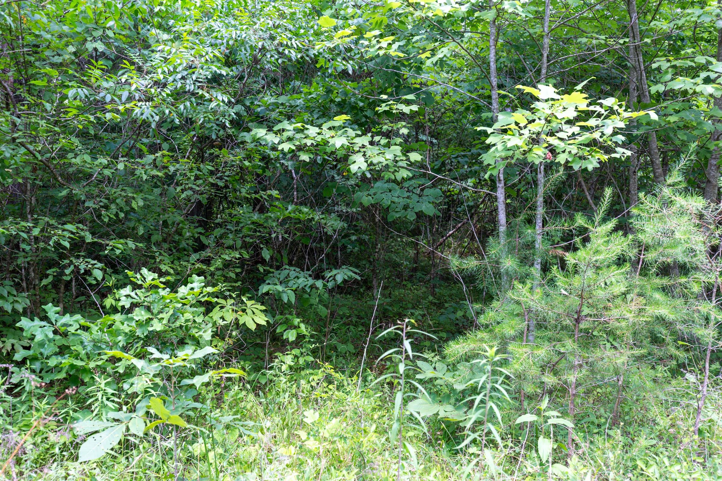 Tucker Hollow Tract 2 photo 9