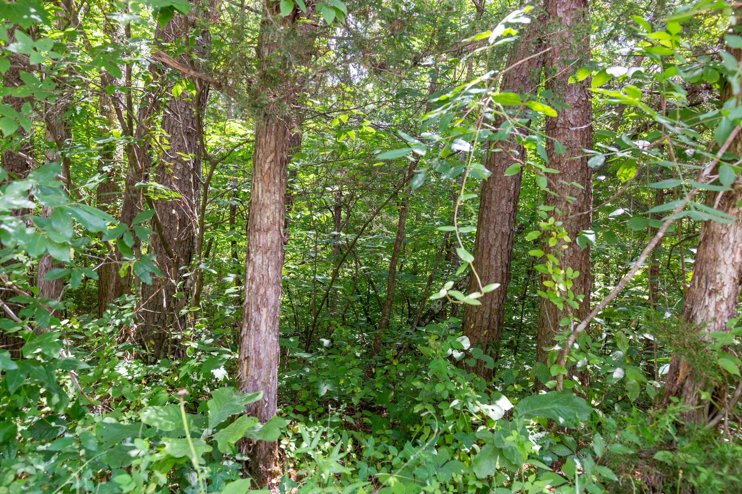 Tucker Hollow Tract 2 photo 12