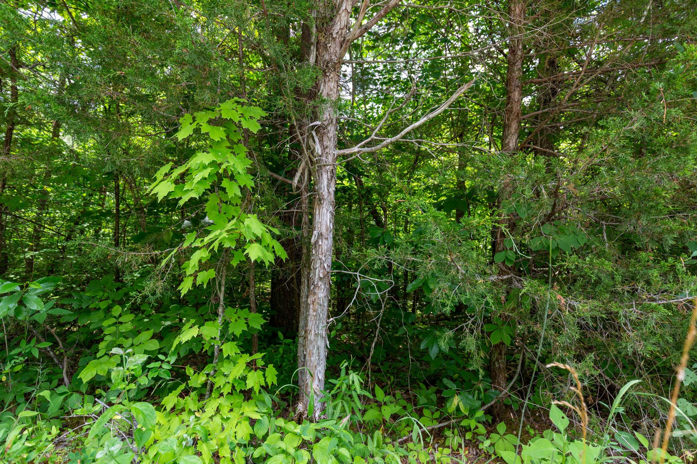 Tucker Hollow Tract 2 photo 16