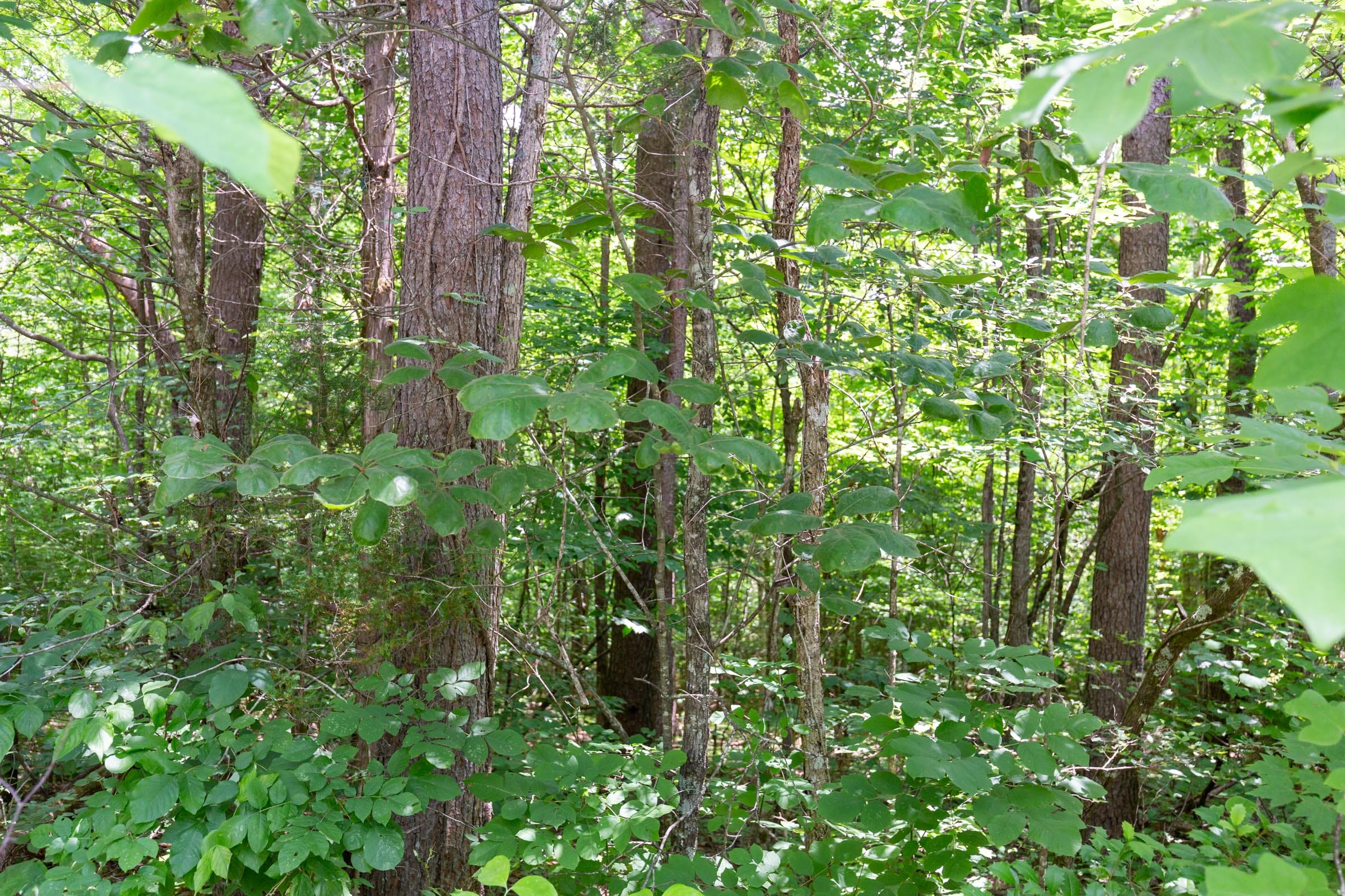 Tucker Hollow Tract 2 photo 18