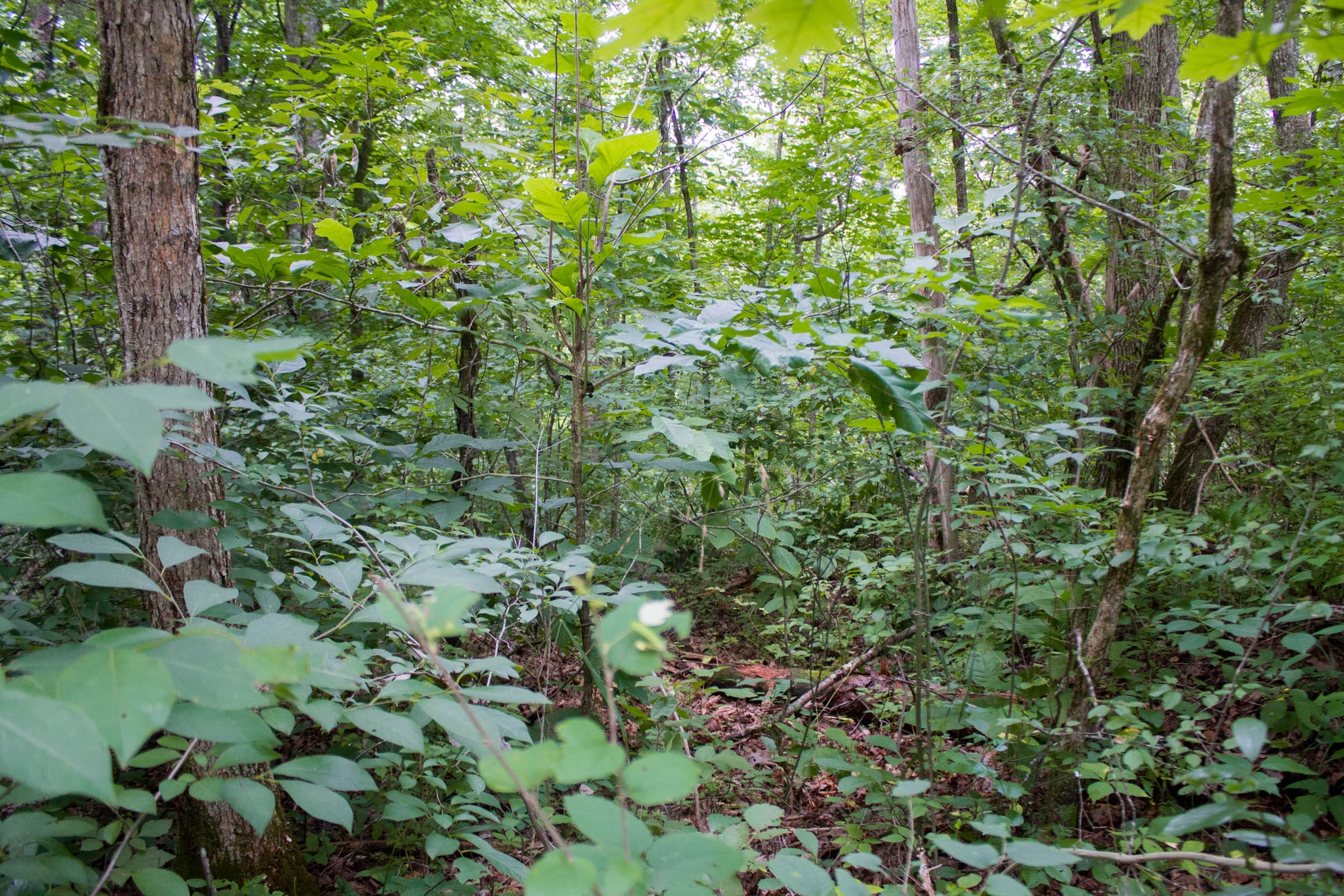 Bluewater Ridge Tract 1 photo 2
