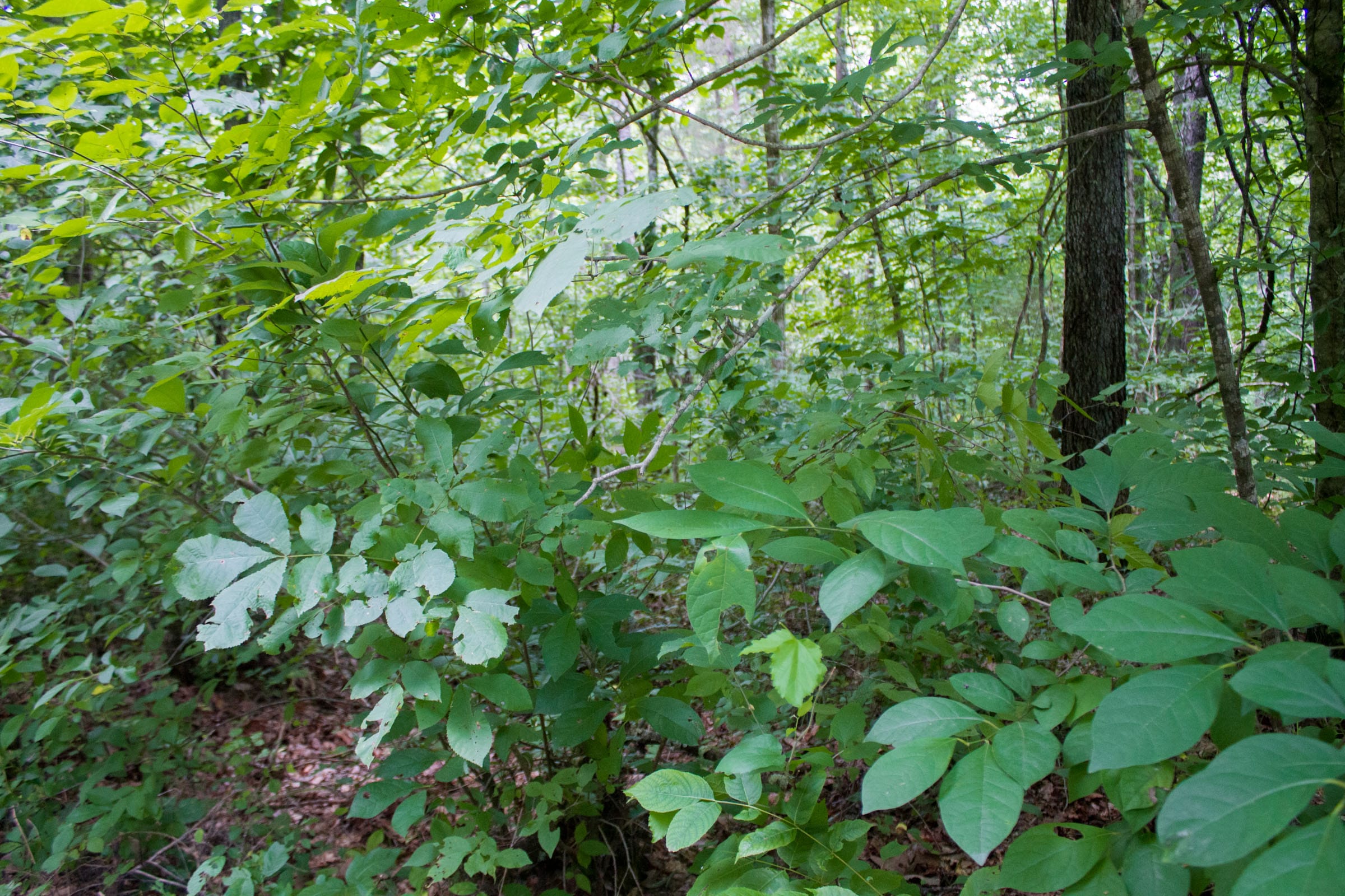Bluewater Ridge Tract 1 photo 3