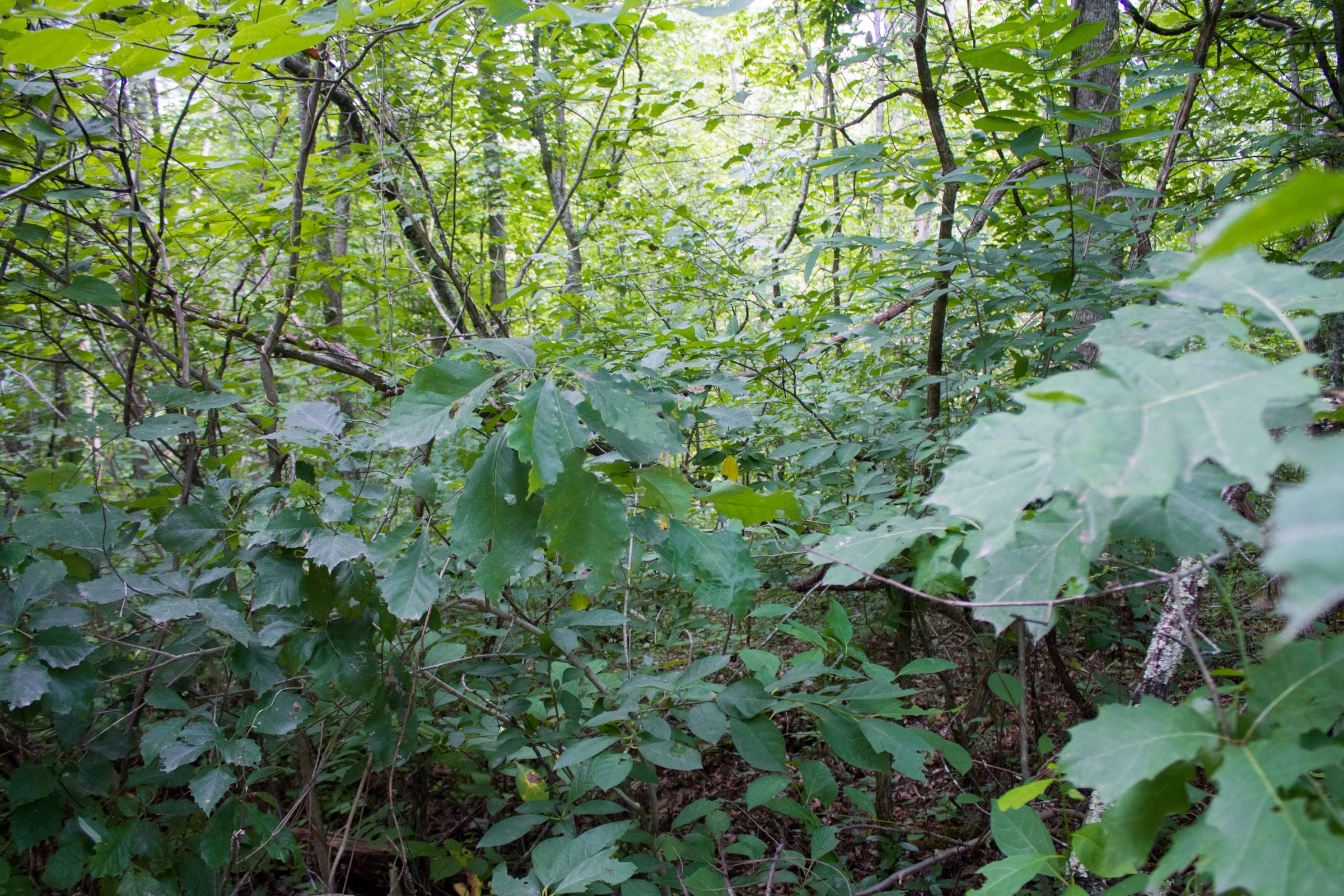 Bluewater Ridge Tract 1 photo 4