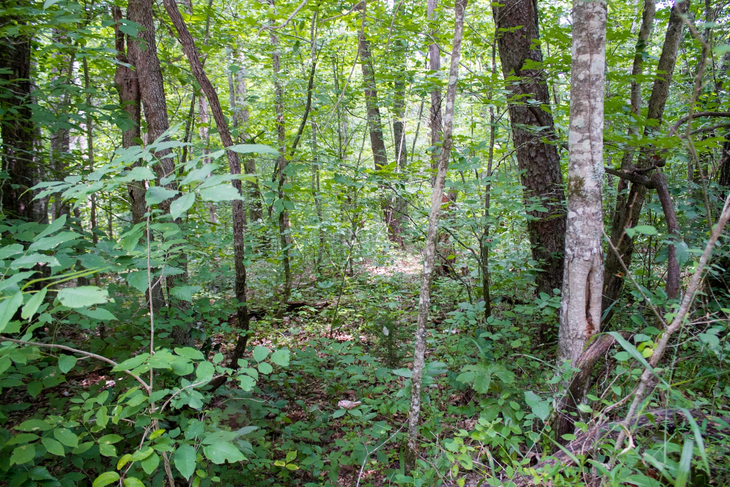 Bluewater Ridge Tract 1 photo 5