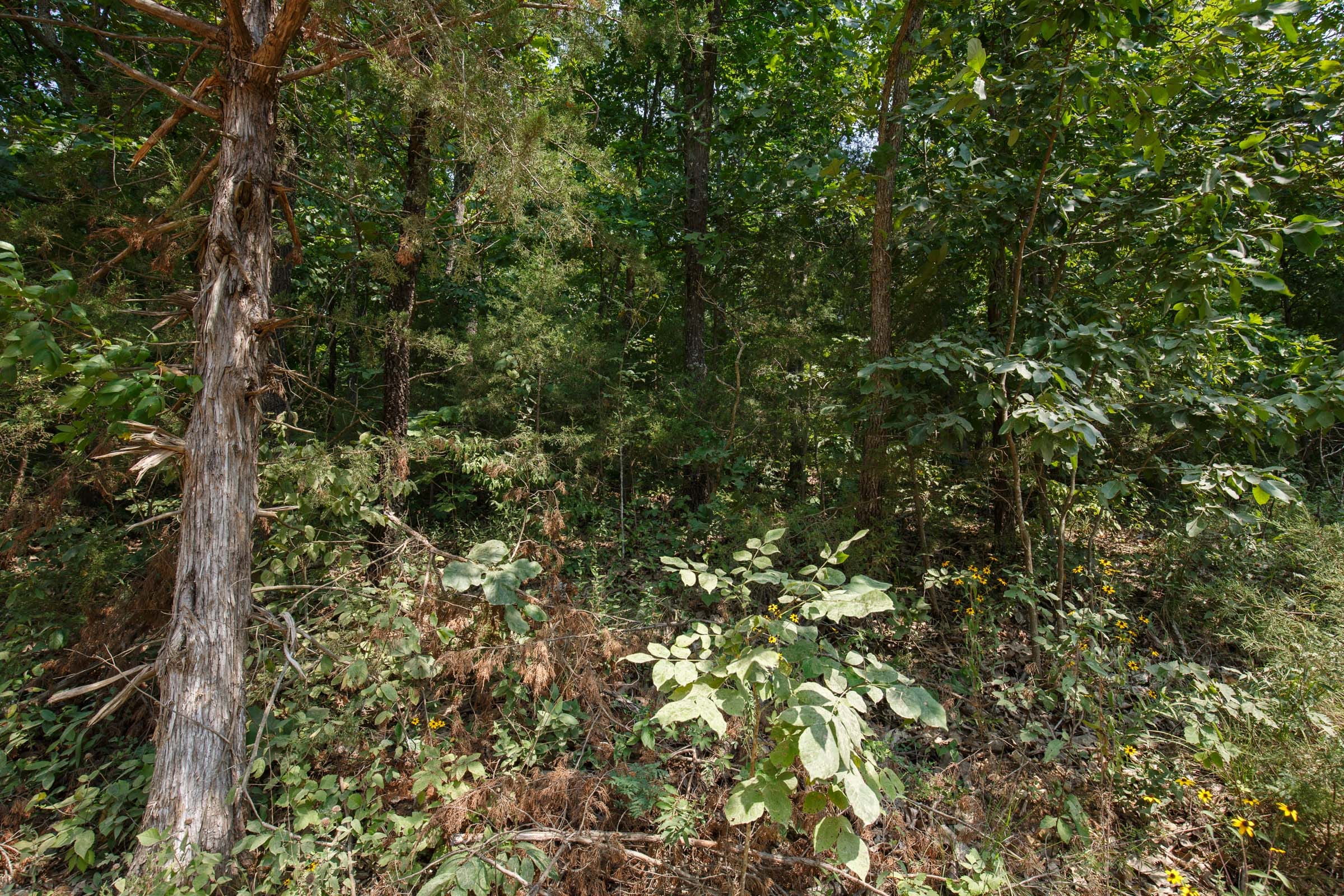 Spring Lake Tract 129 photo 4