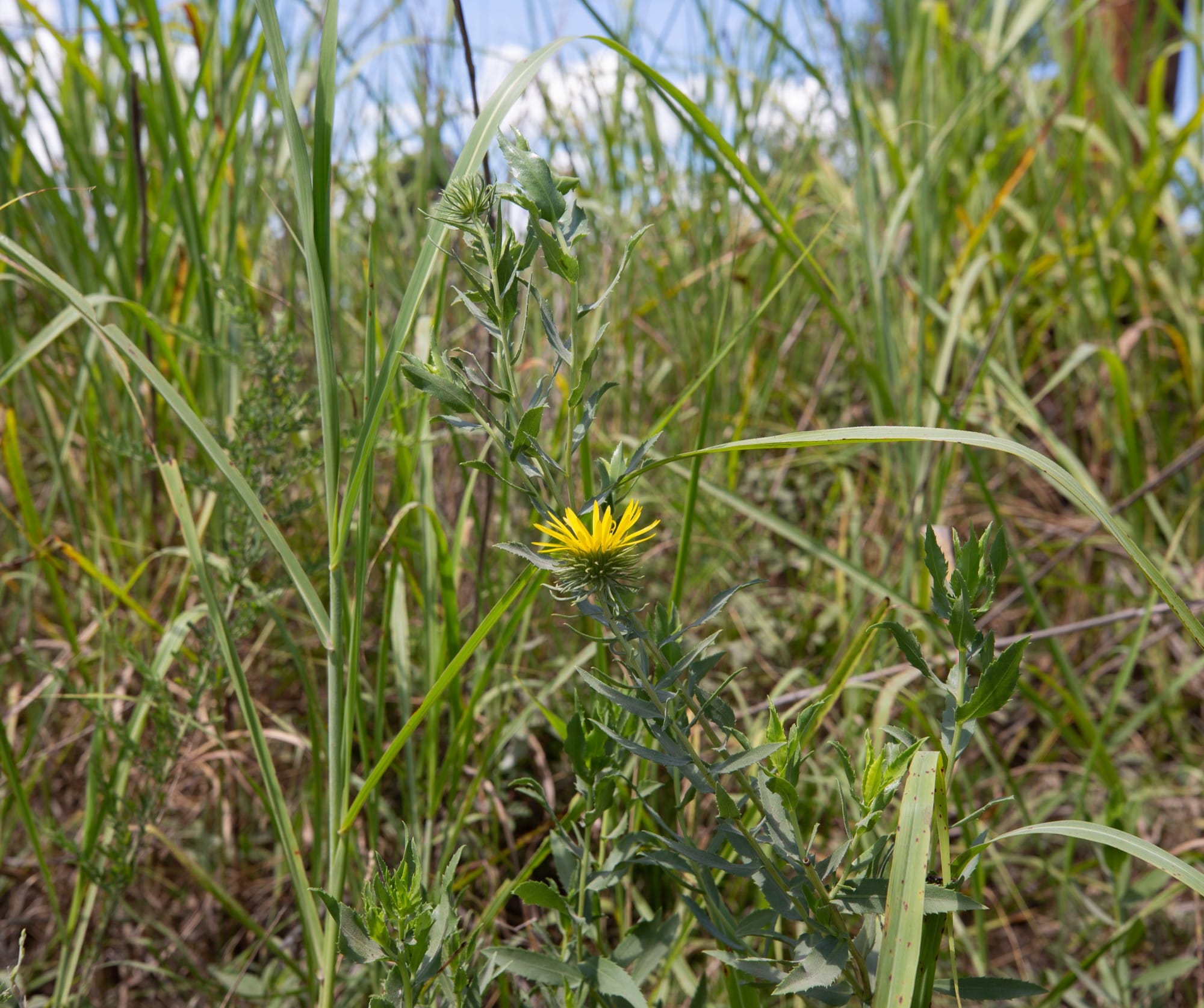 Paradise Valley Tract 24 photo 8