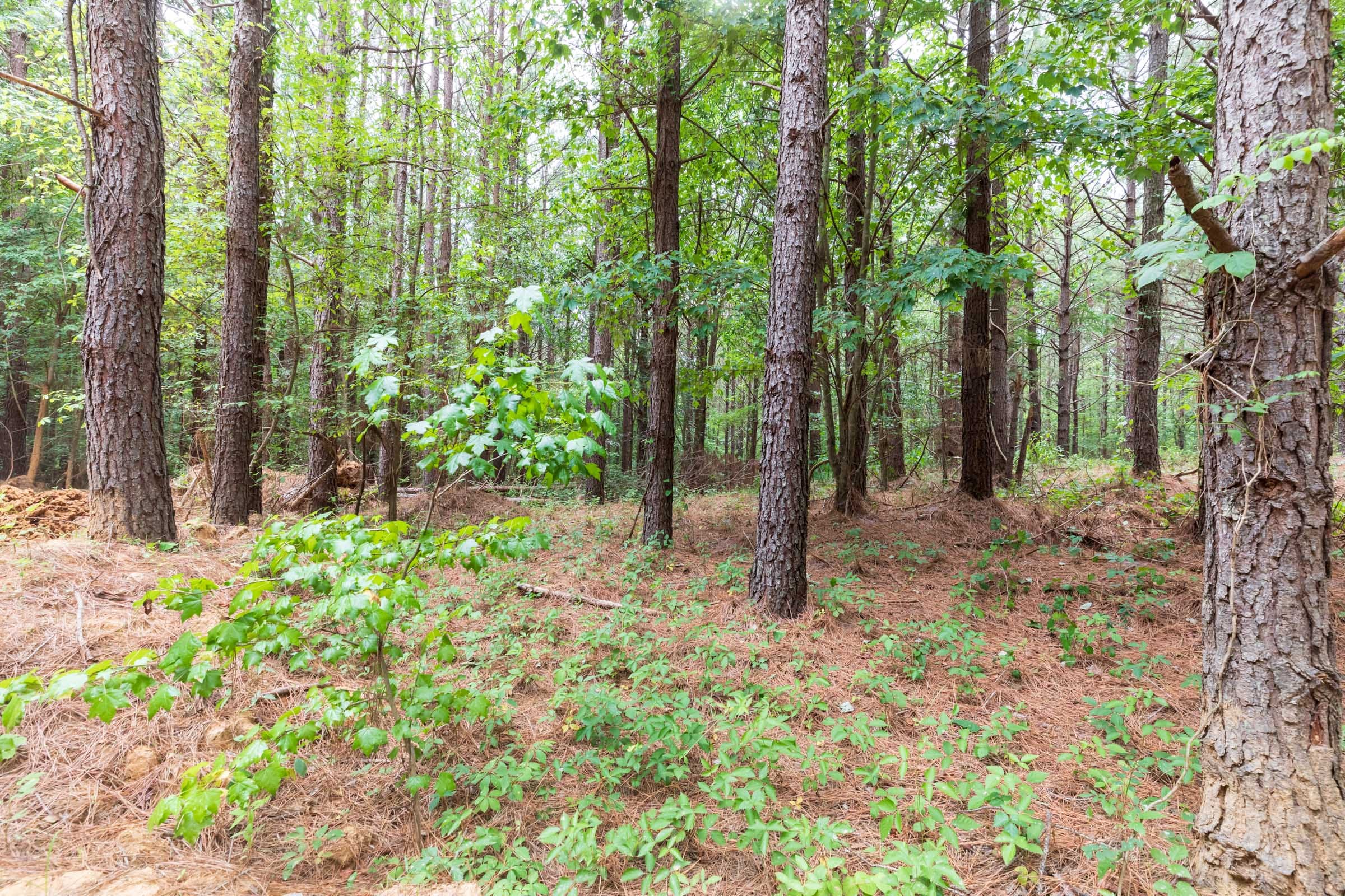 Whiskey Ridge Tract 17 photo 2