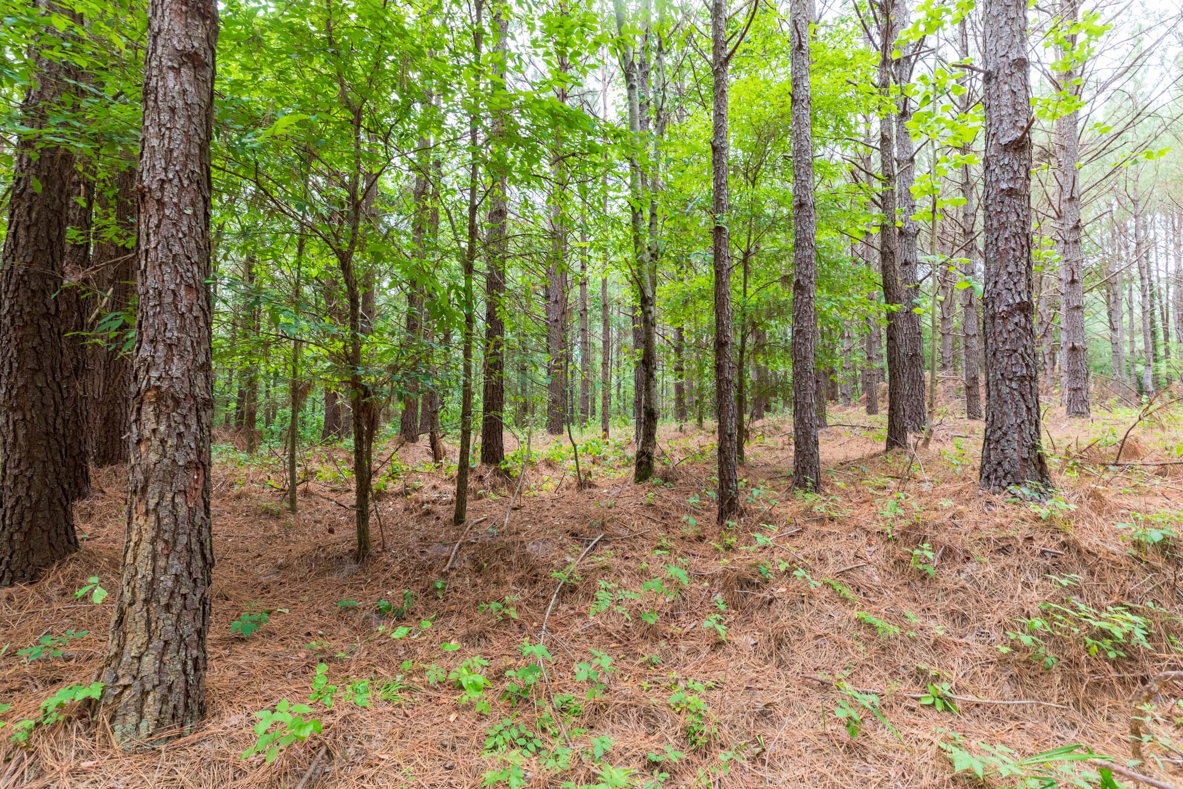 Whiskey Ridge Tract 17 photo 3