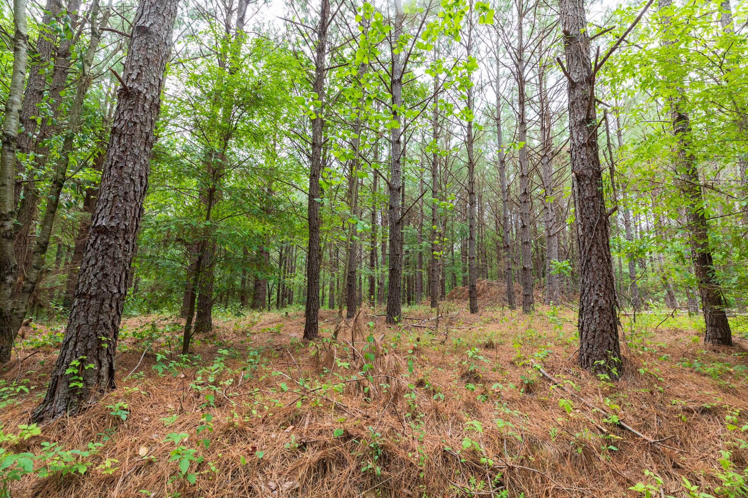 Whiskey Ridge Tract 17 photo 4