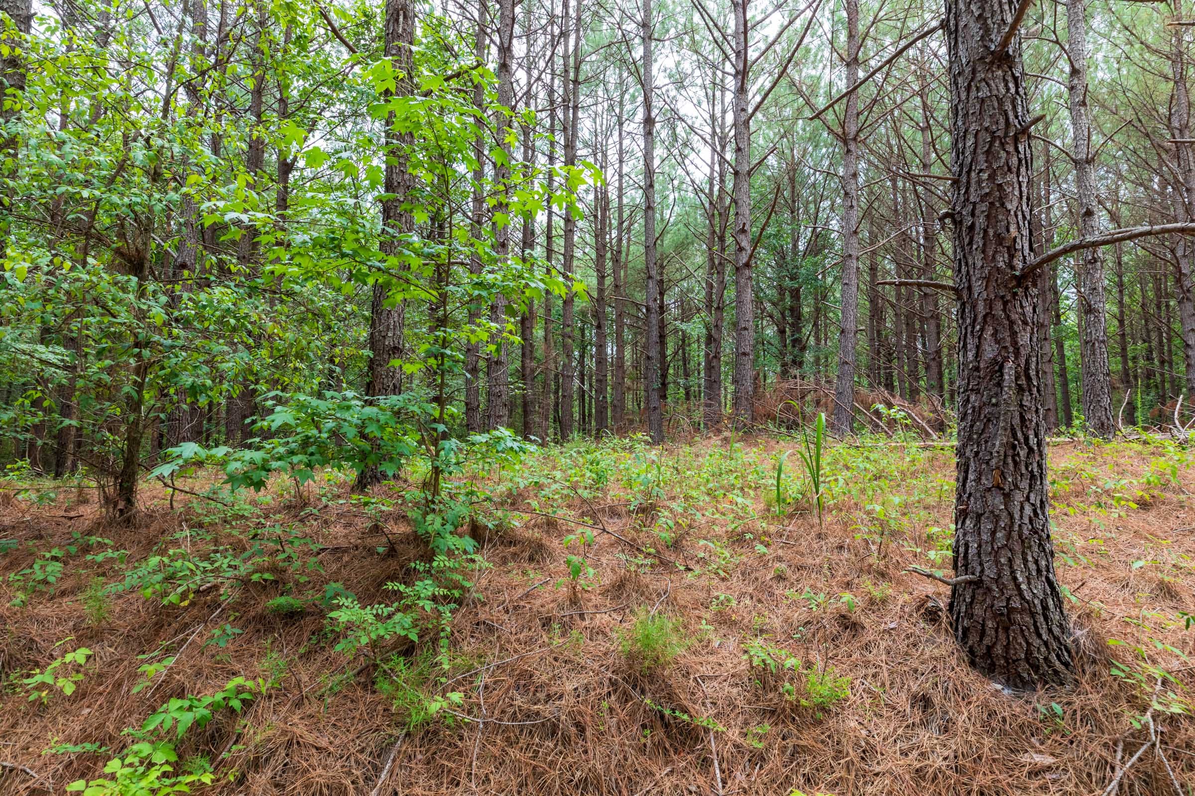 Whiskey Ridge Tract 17 photo 6
