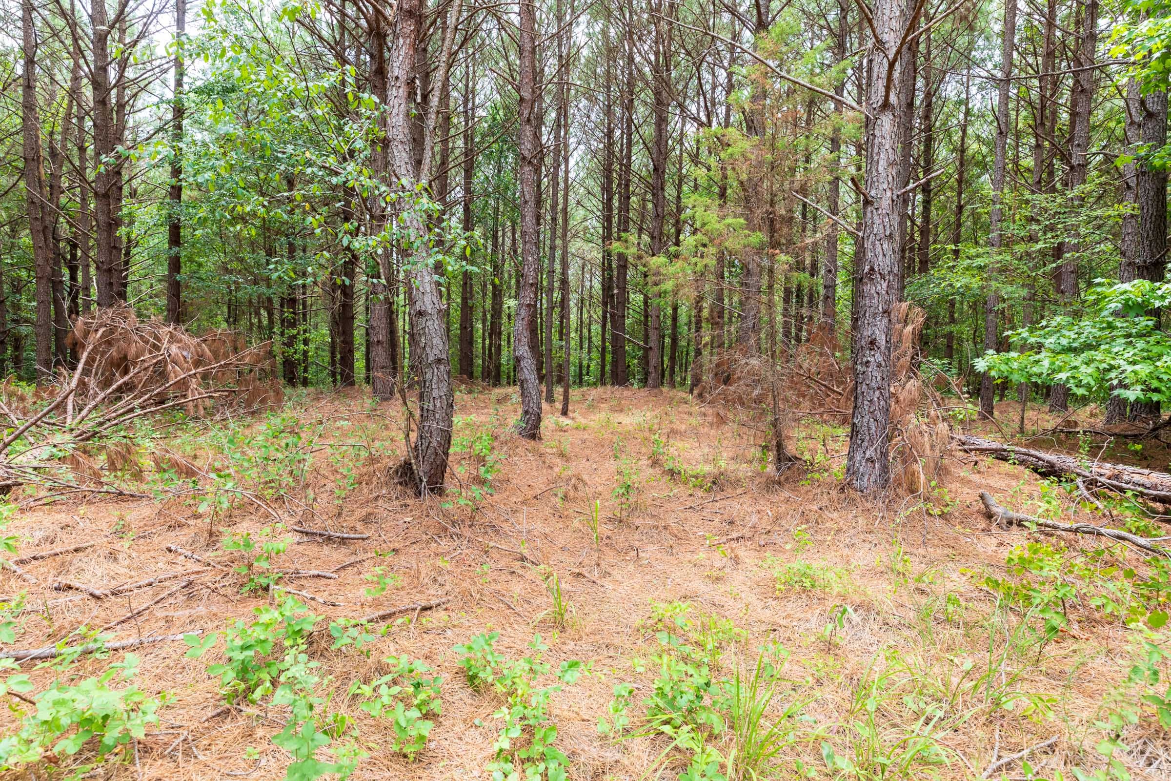 Whiskey Ridge Tract 17 photo 7