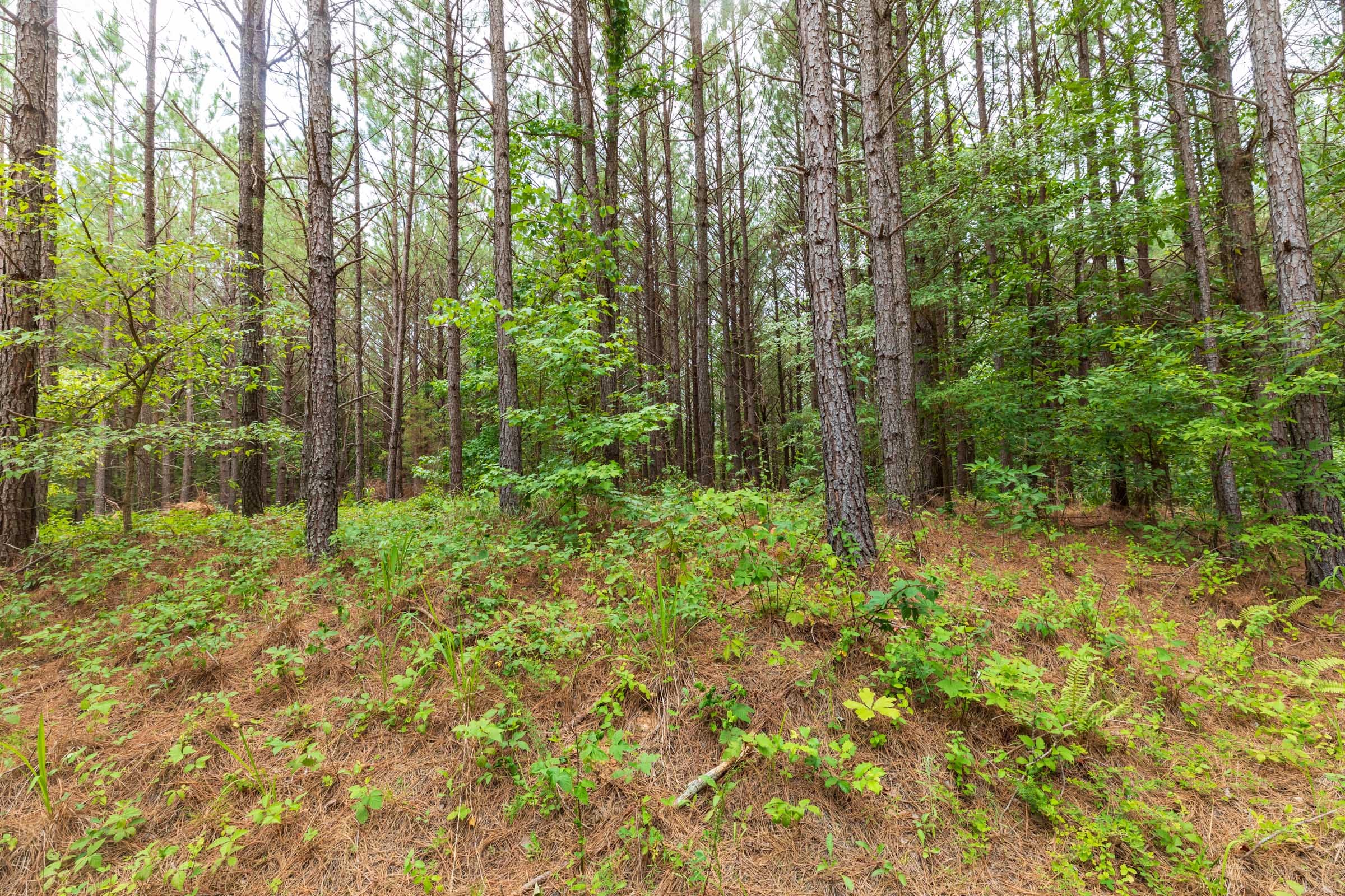 Whiskey Ridge Tract 17 photo 8