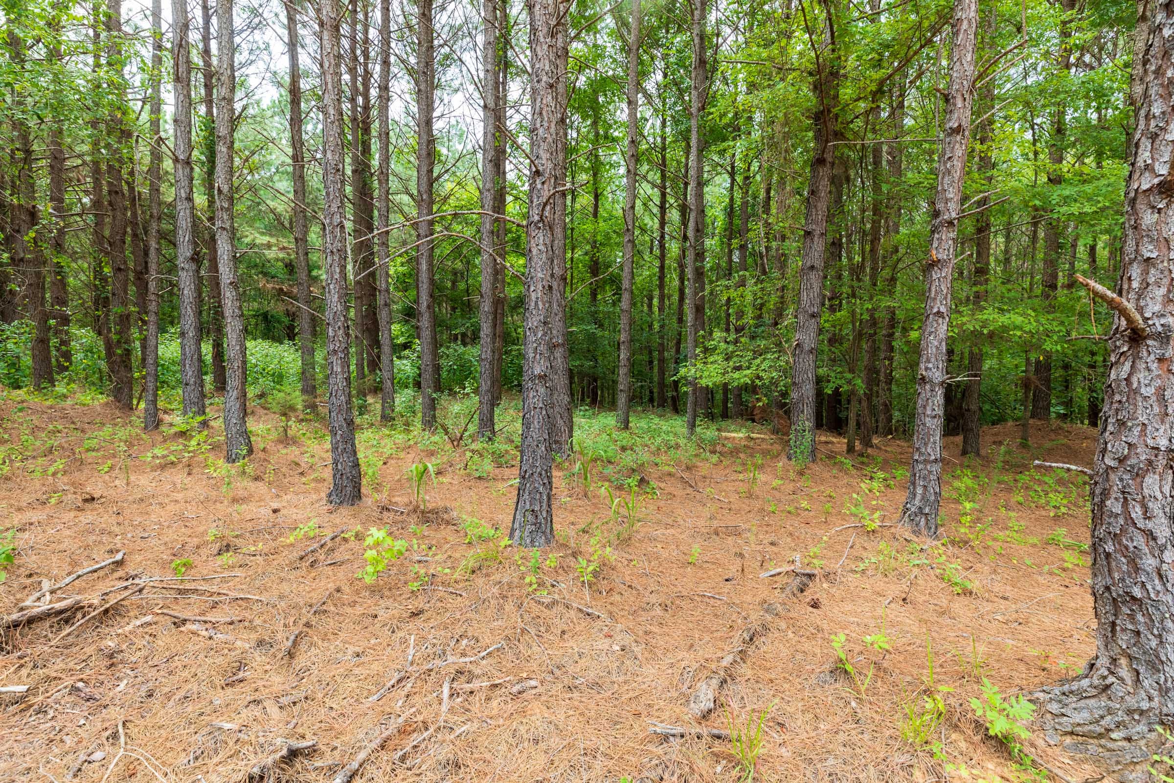 Whiskey Ridge Tract 17 photo 9
