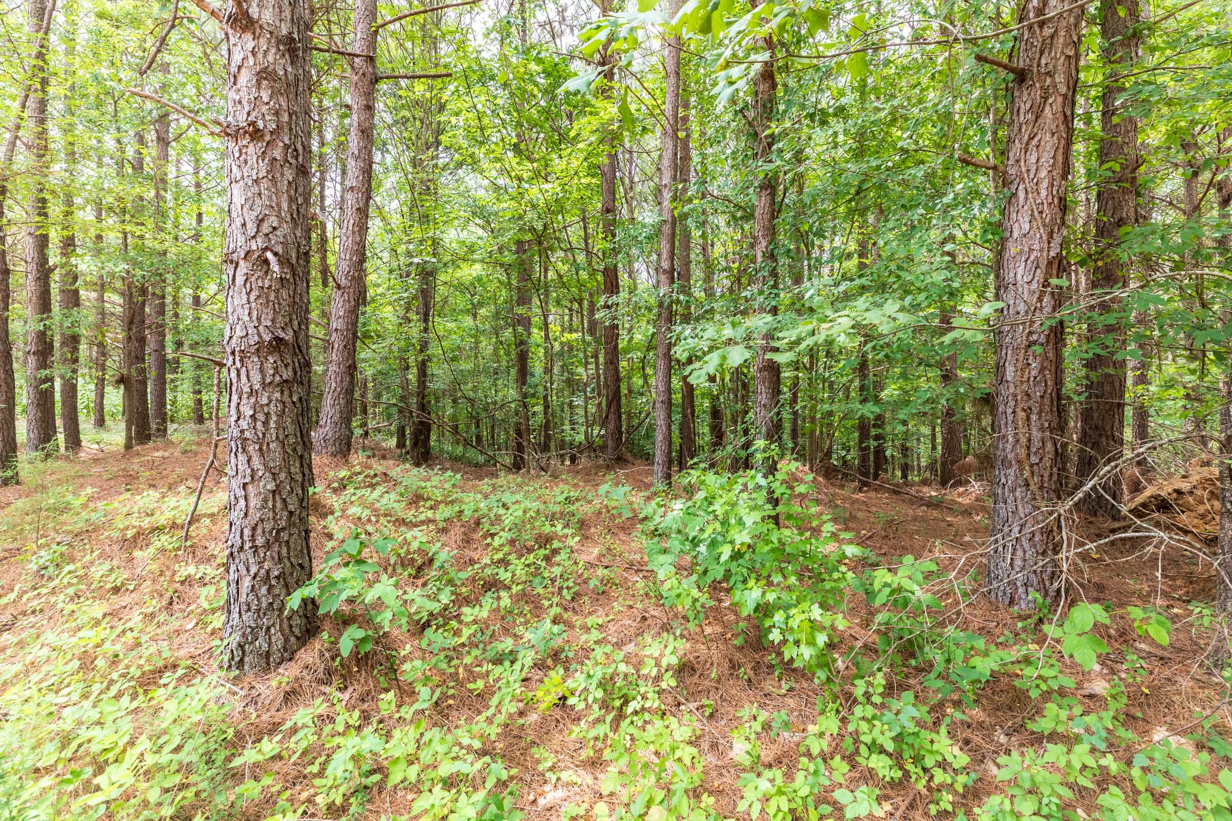 Whiskey Ridge Tract 17 photo 10