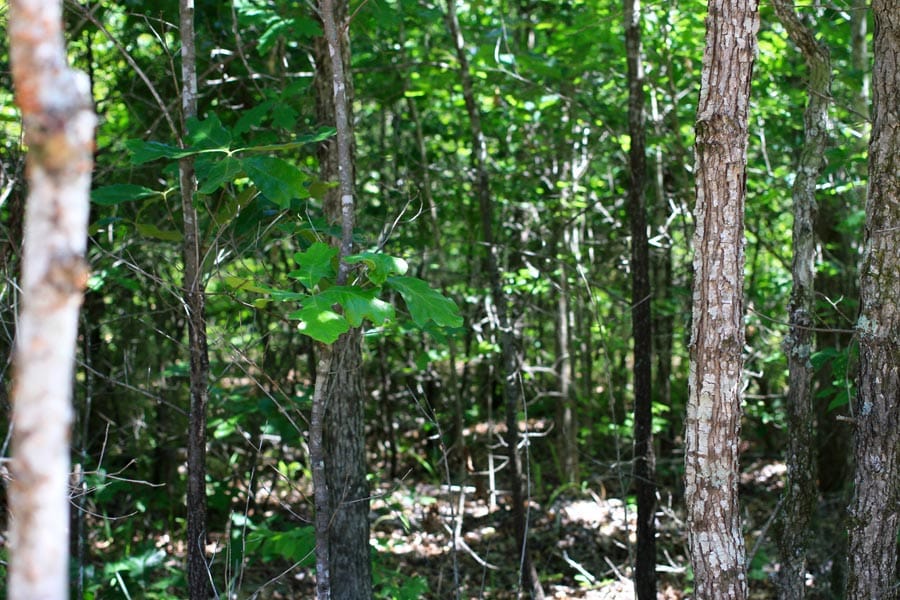 Hickory Hill Ranch Tract 8 photo 5