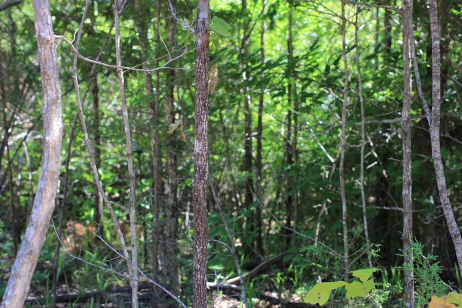 Hickory Hill Ranch Tract 8 photo 6