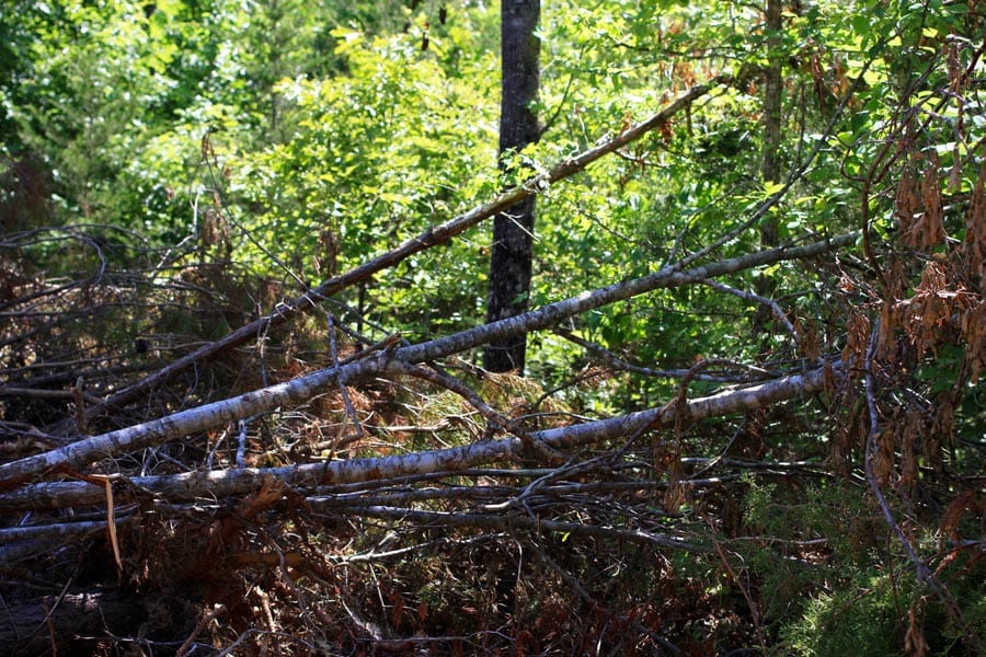 Hickory Hill Ranch Tract 8 photo 7