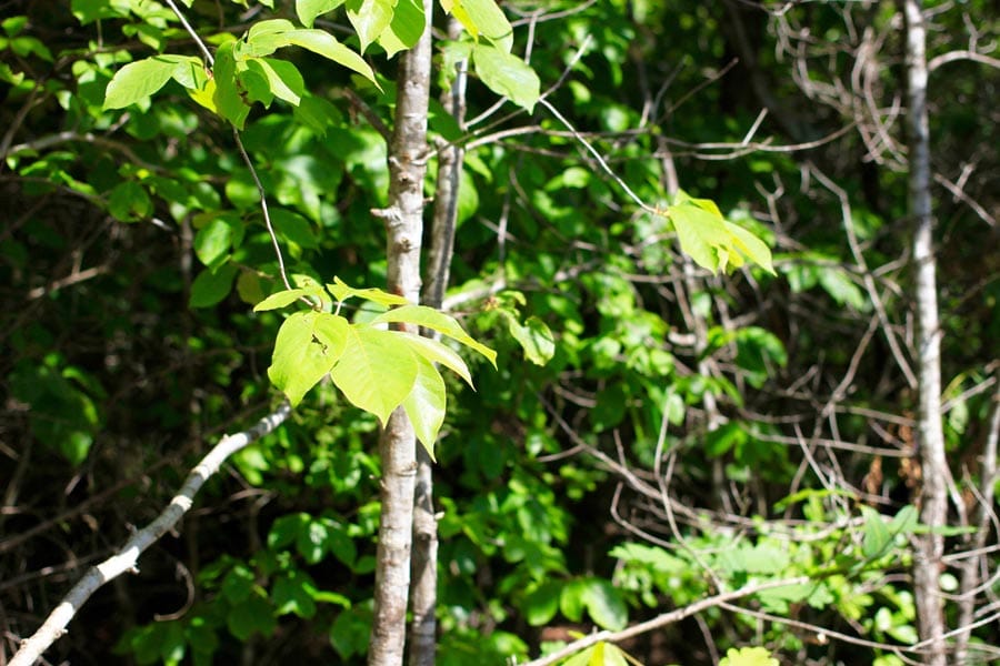 Hickory Hill Ranch Tract 8 photo 8