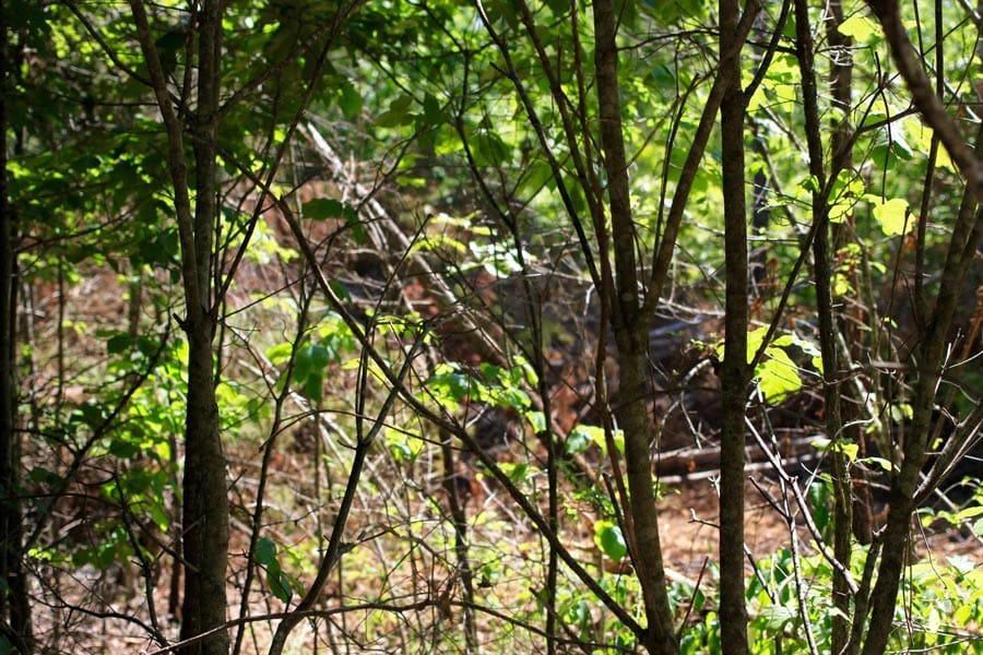 Hickory Hill Ranch Tract 8 photo 9