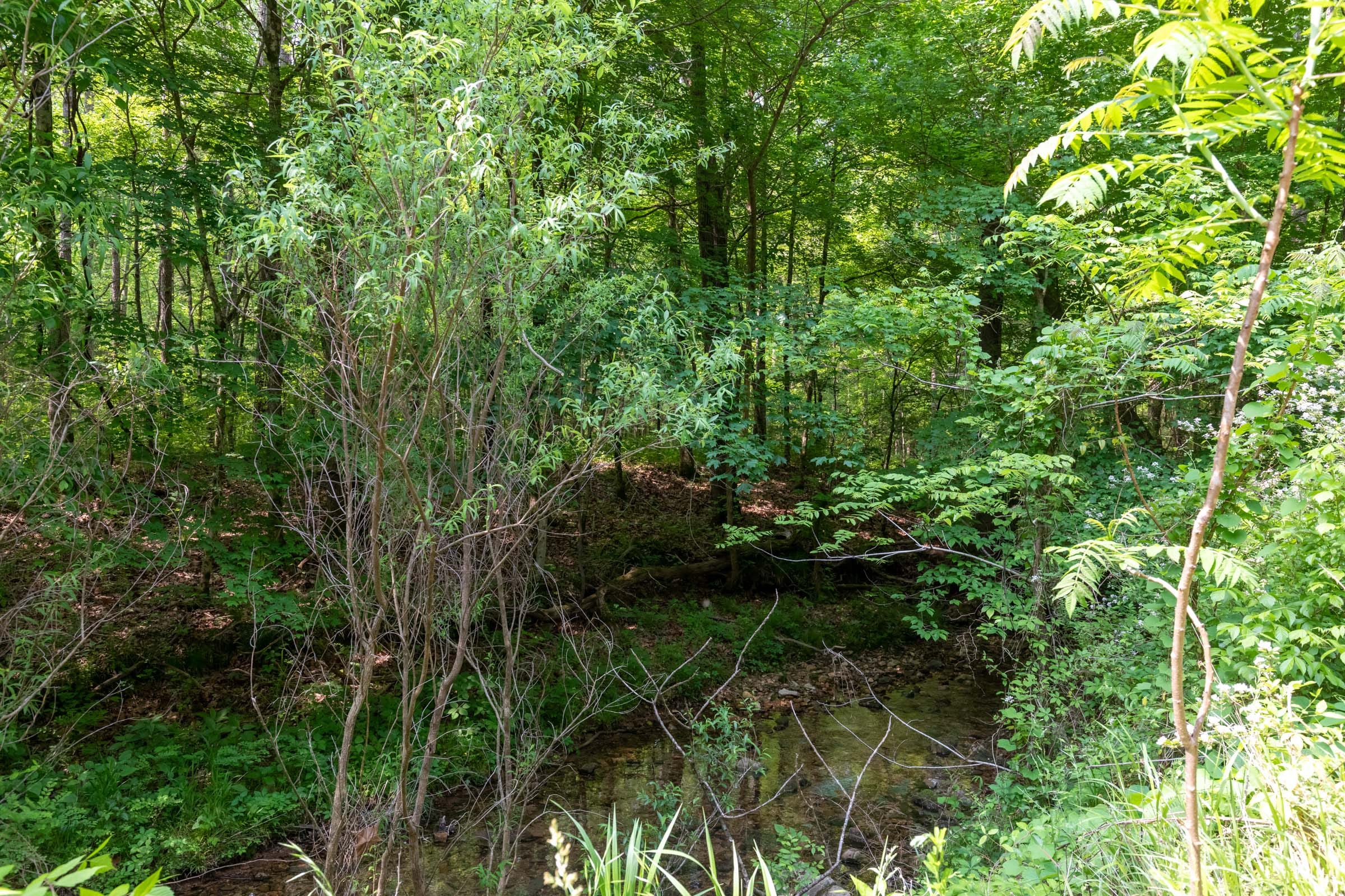 Cedar Creek Tract 46 photo 3