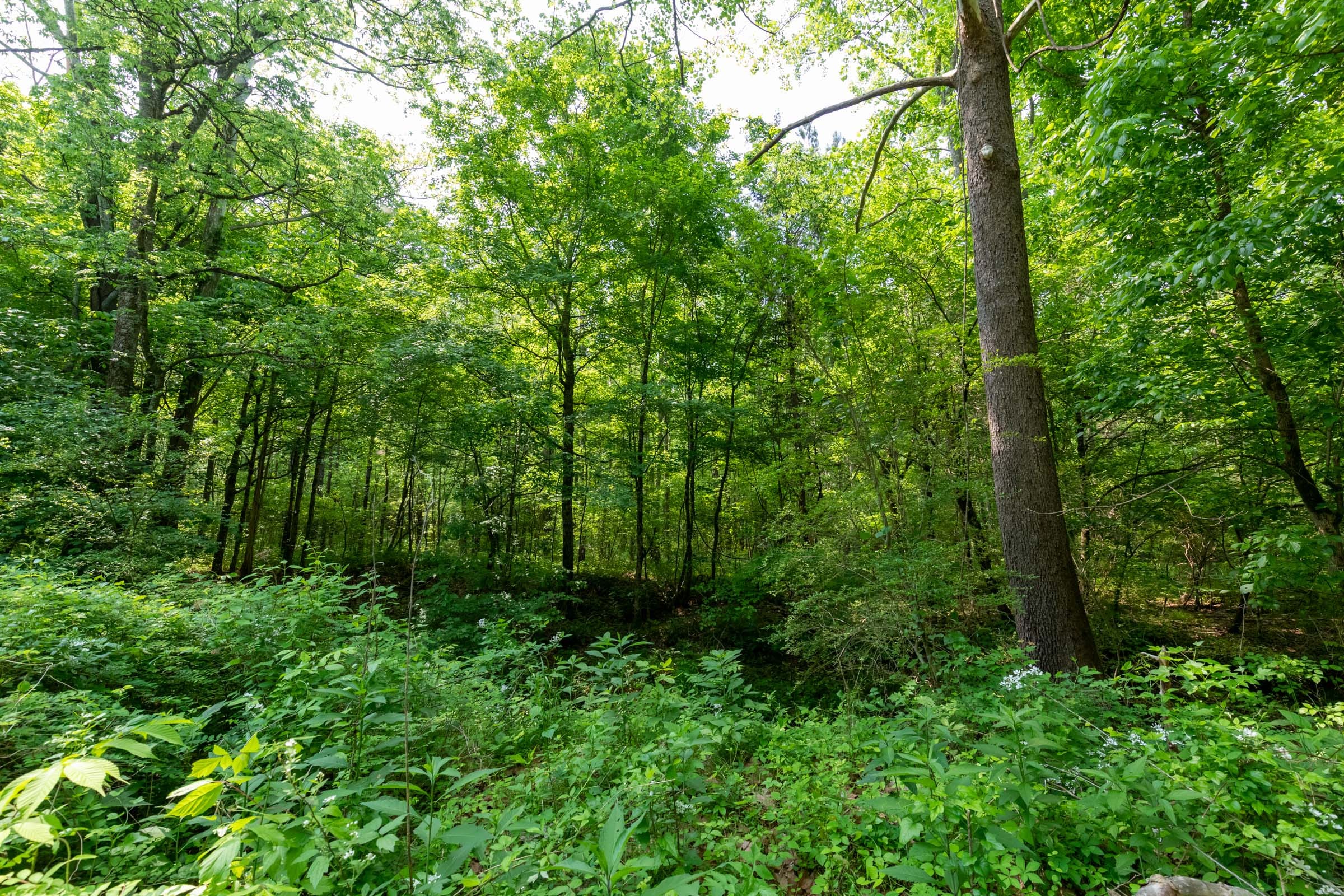 Cedar Creek Tract 46 photo 5