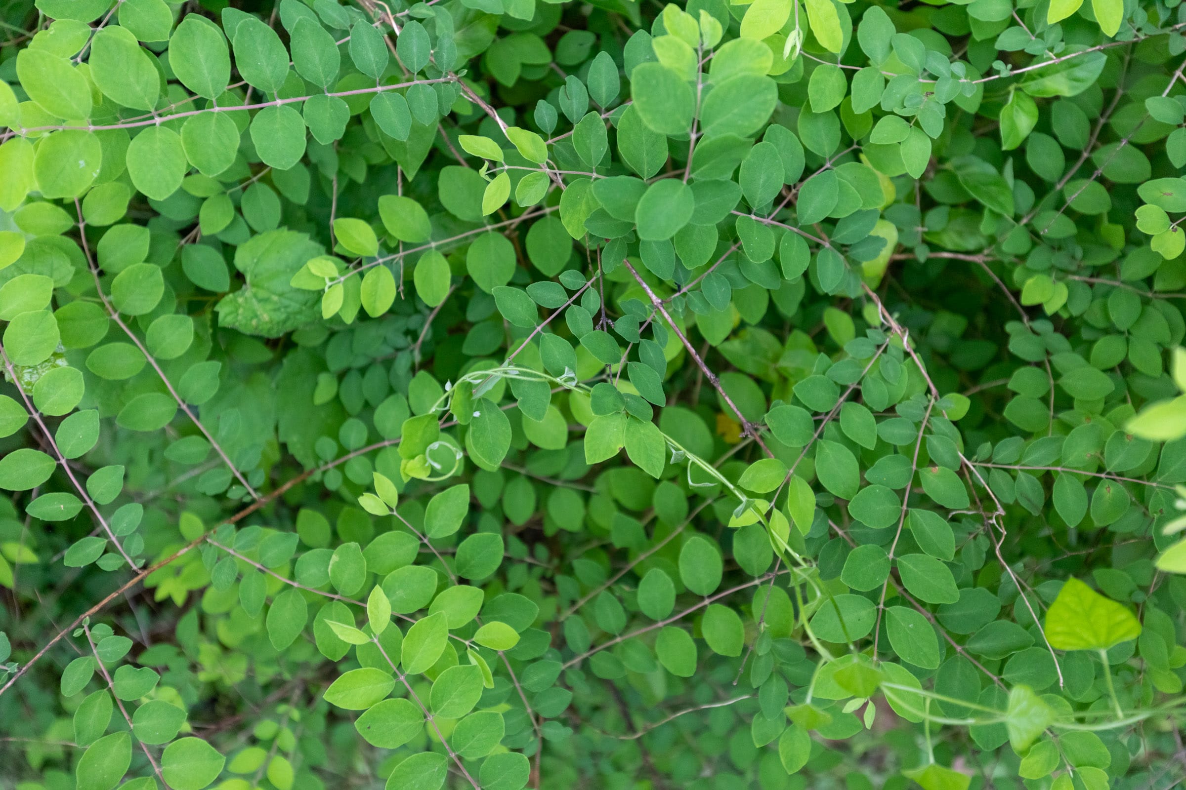 Cedar Creek Tract 46 photo 7