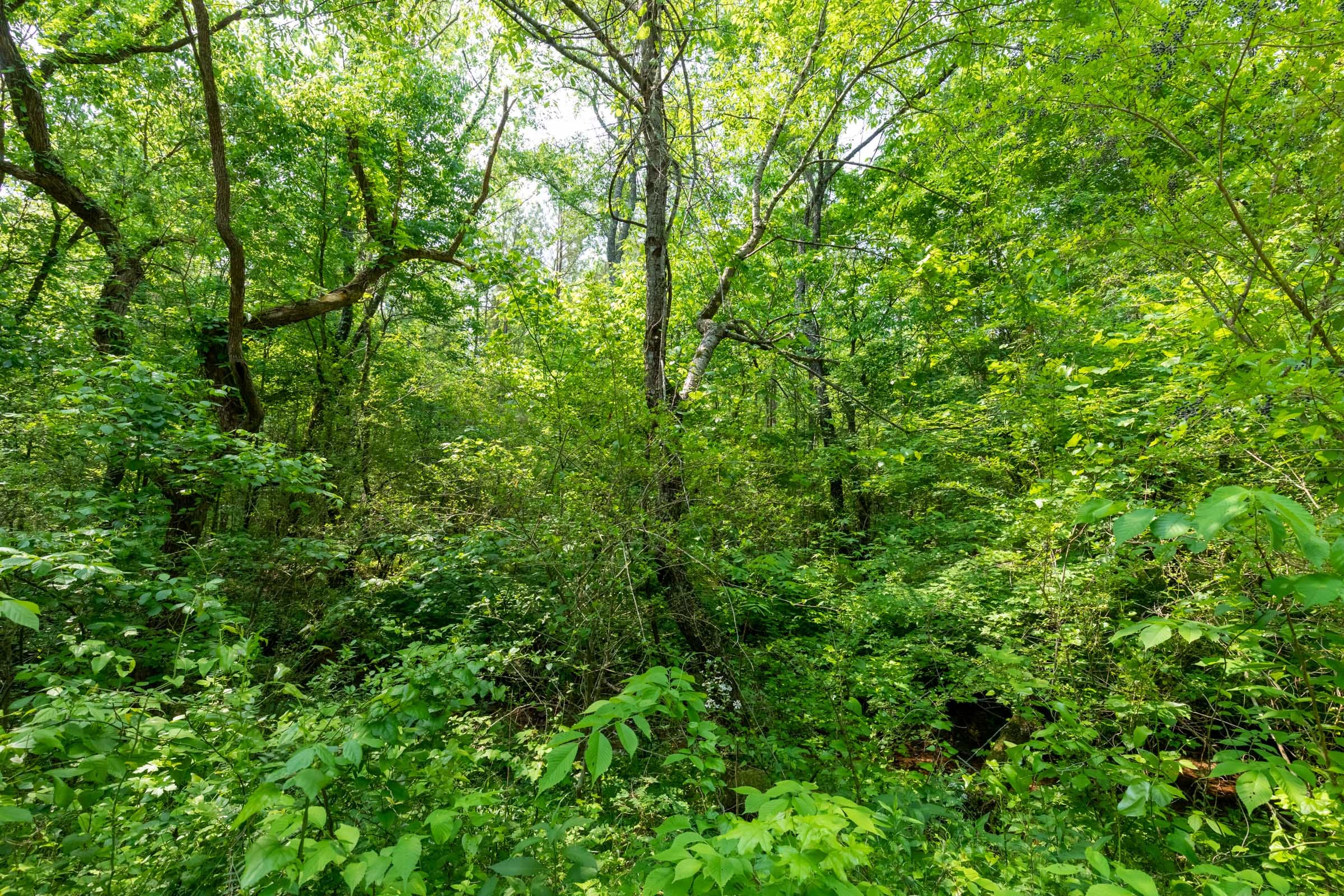 Cedar Creek Tract 46 photo 10