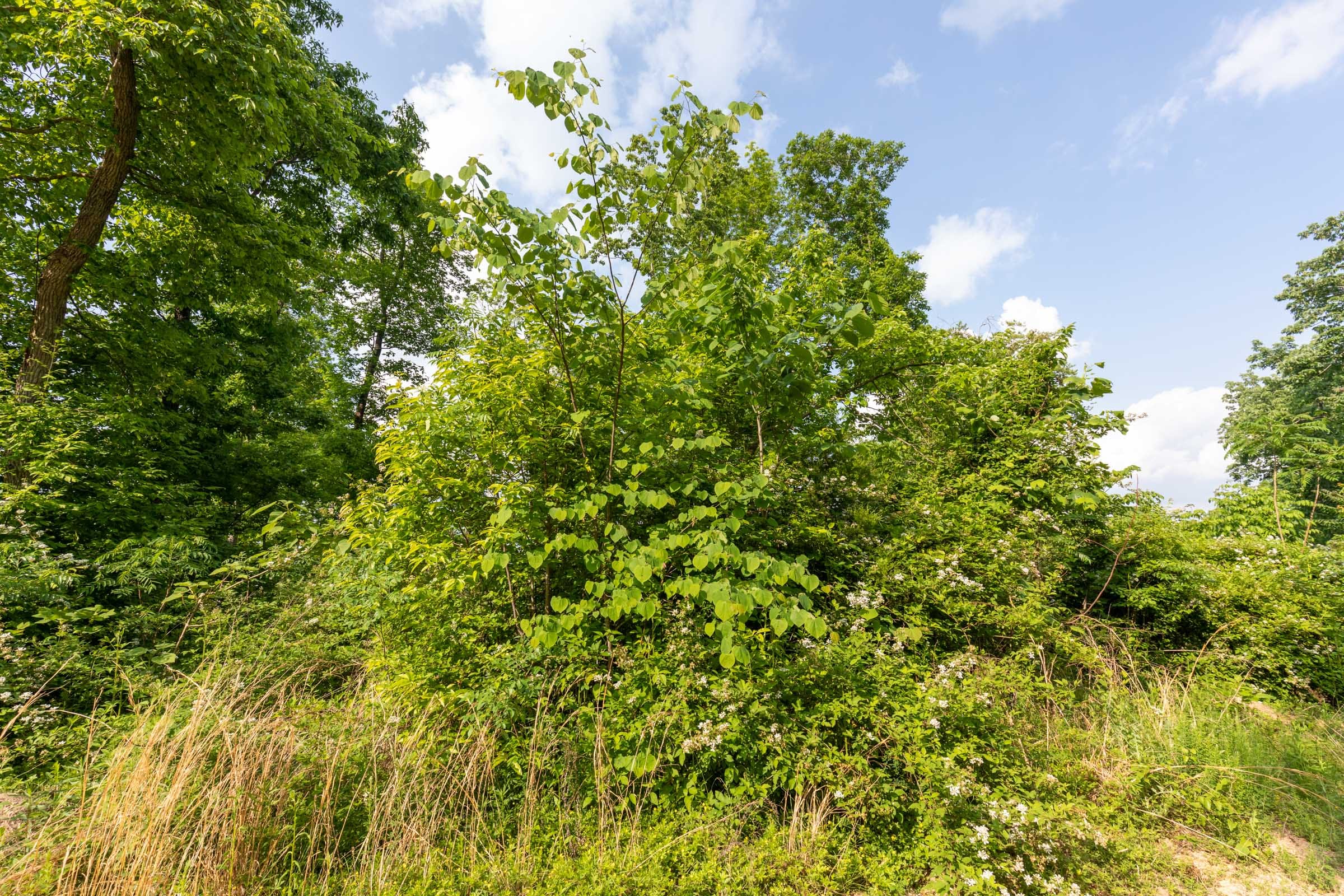 Cedar Creek Tract 46 photo 8