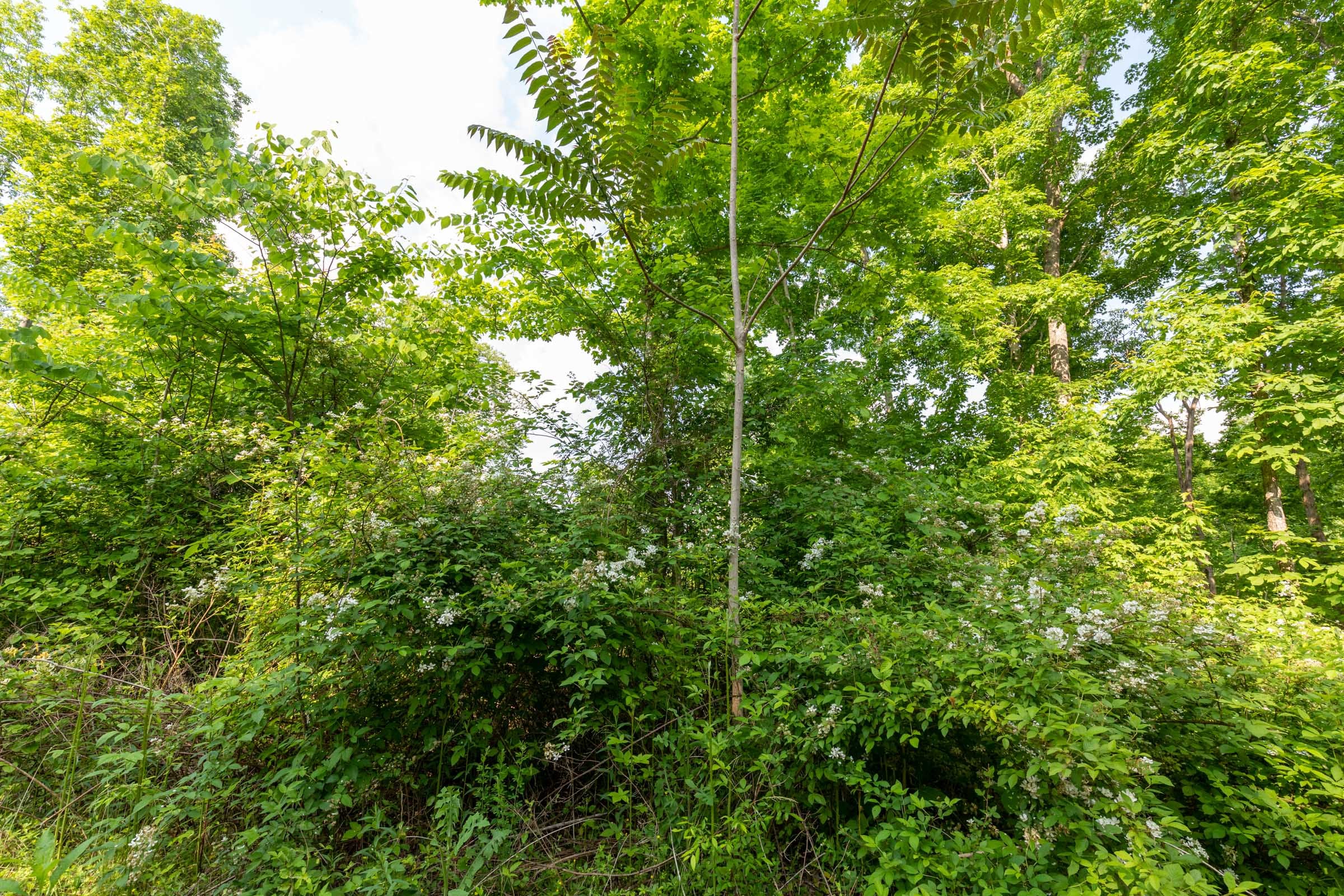 Cedar Creek Tract 46 photo 12