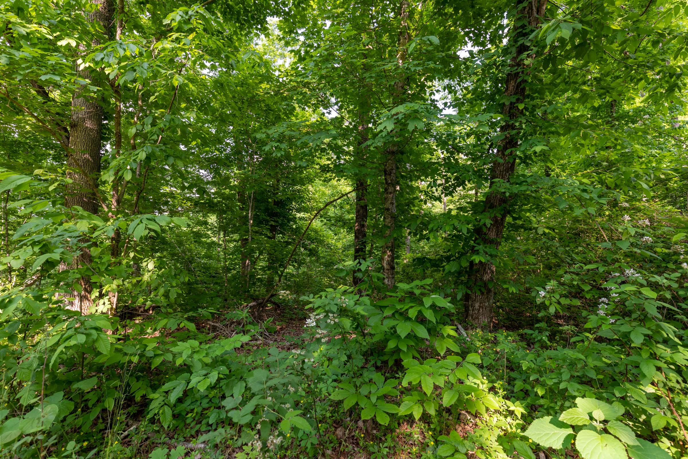 Cedar Creek Tract 46 photo 14
