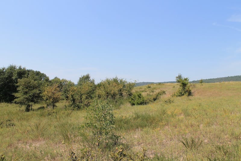 Daisy Meadows Tract 37 photo 4