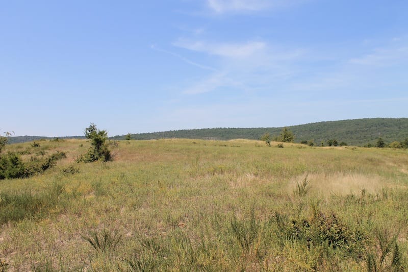 Daisy Meadows Tract 37 photo 5