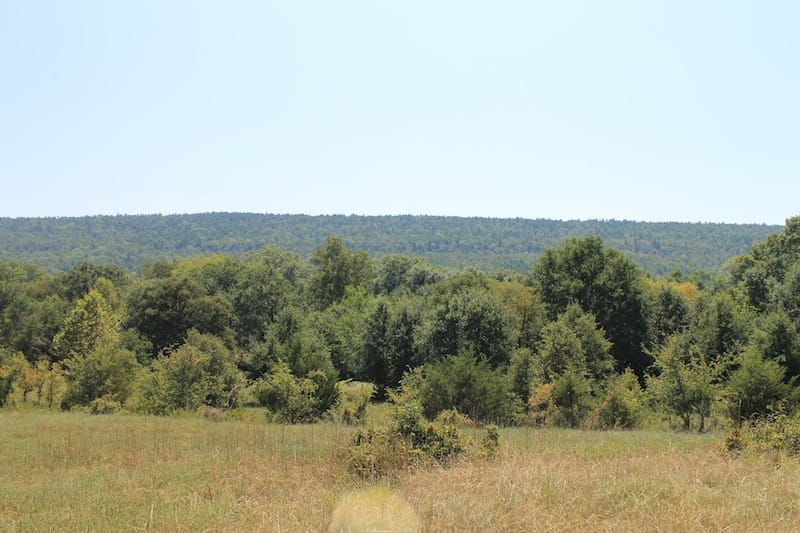 Daisy Meadows Tract 37 photo 6