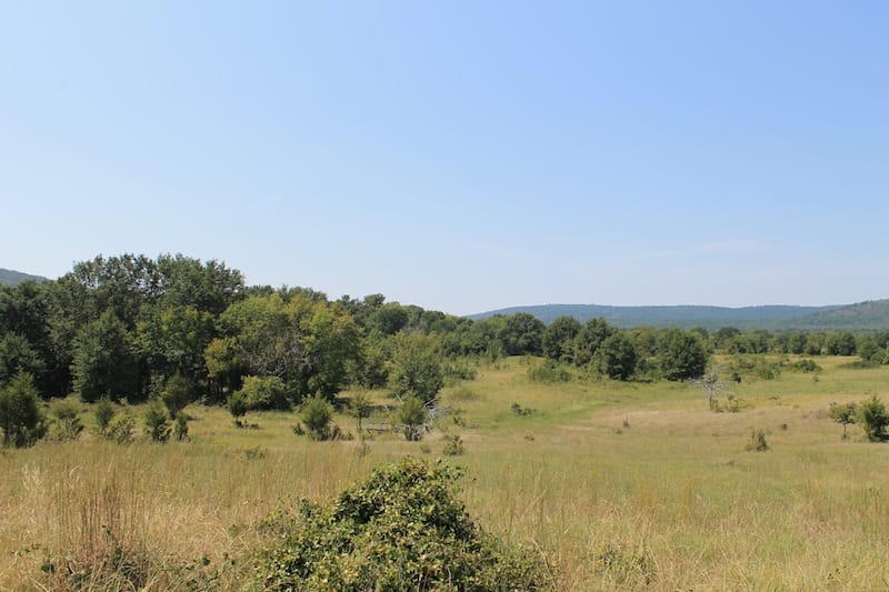Daisy Meadows Tract 37 photo 7