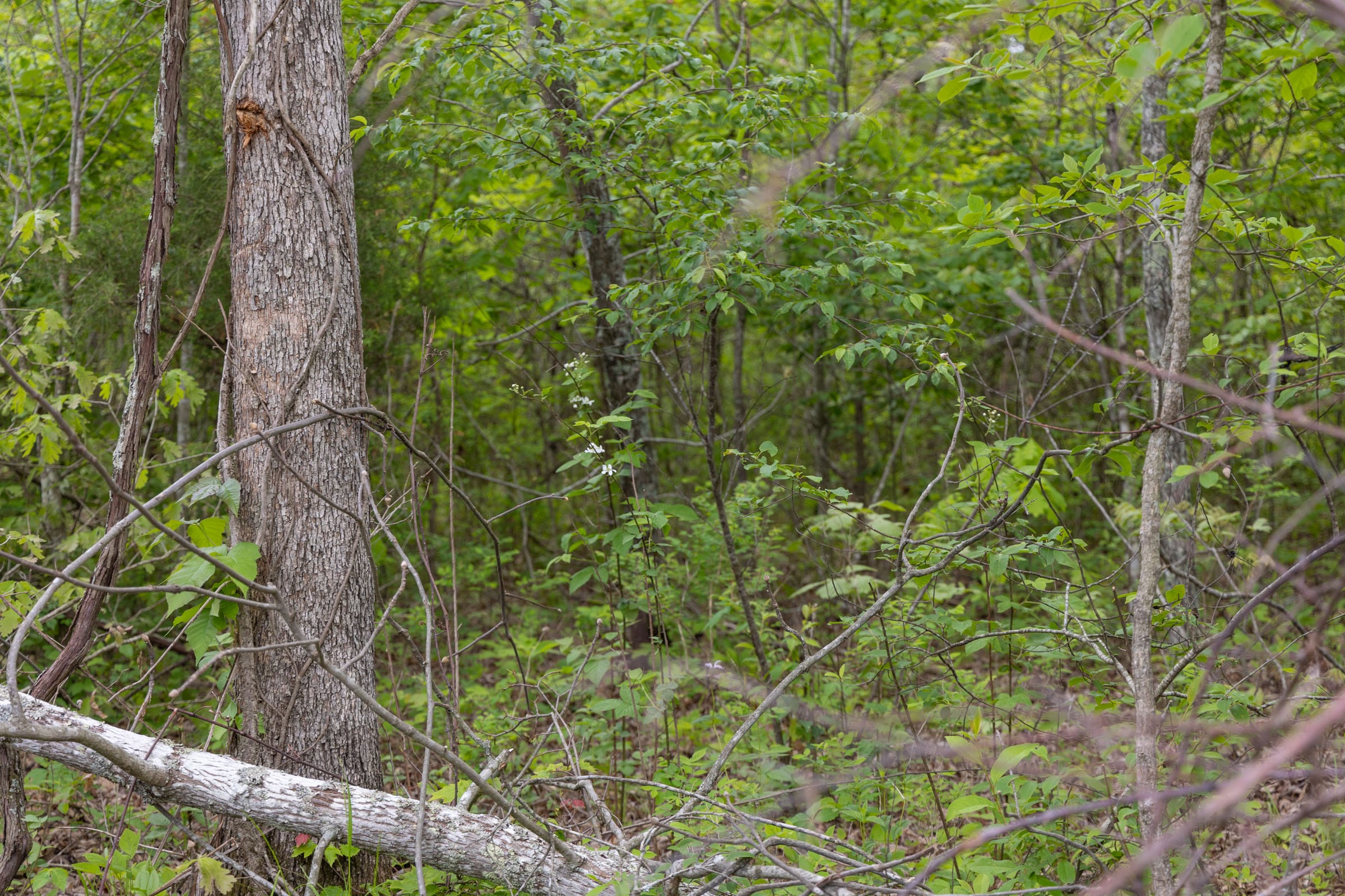 Sleepy Hollow Phase II Tract 92 photo 8