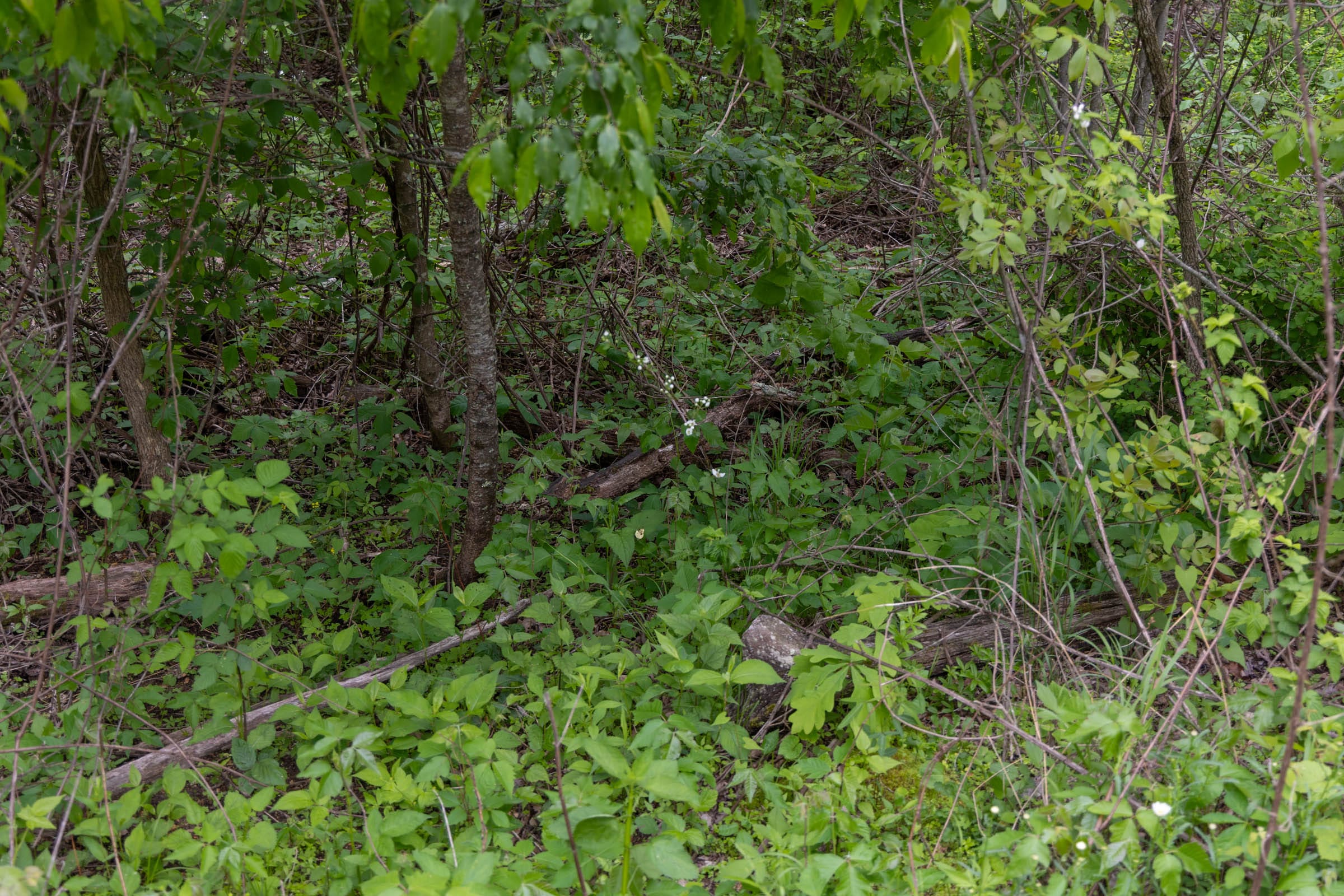 Sleepy Hollow Phase II Tract 92 photo 5