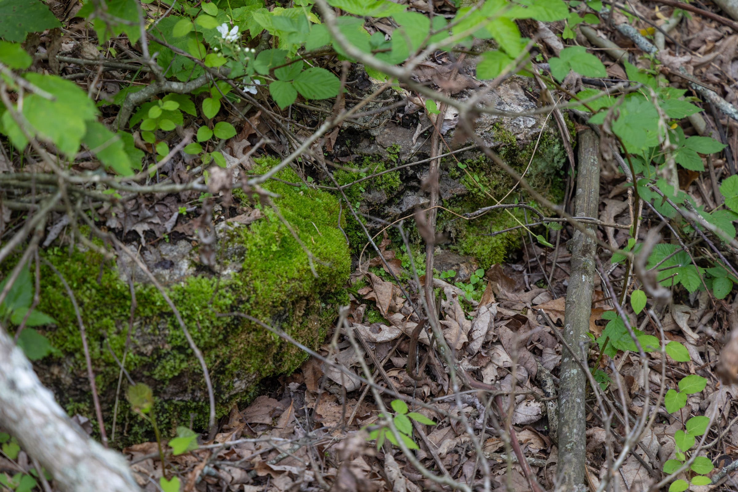 Sleepy Hollow Phase II Tract 92 photo 4