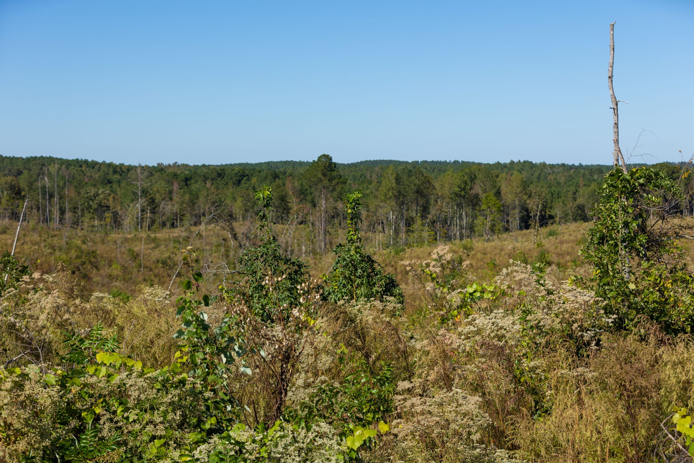 Meyer’s Ridge Tract 20 photo 15
