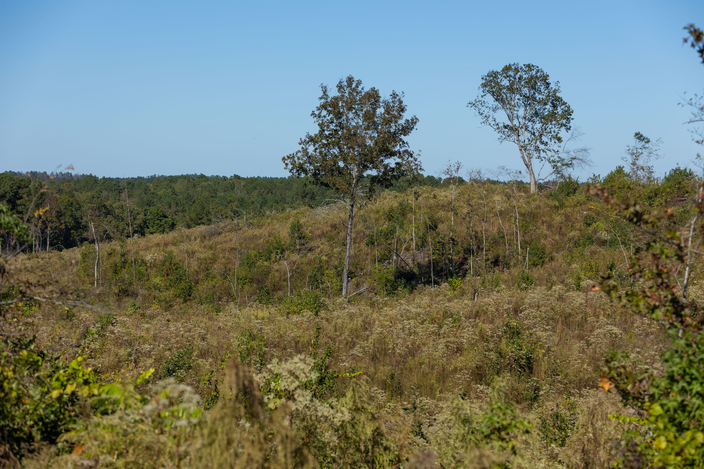 Meyer’s Ridge Tract 20 photo 10