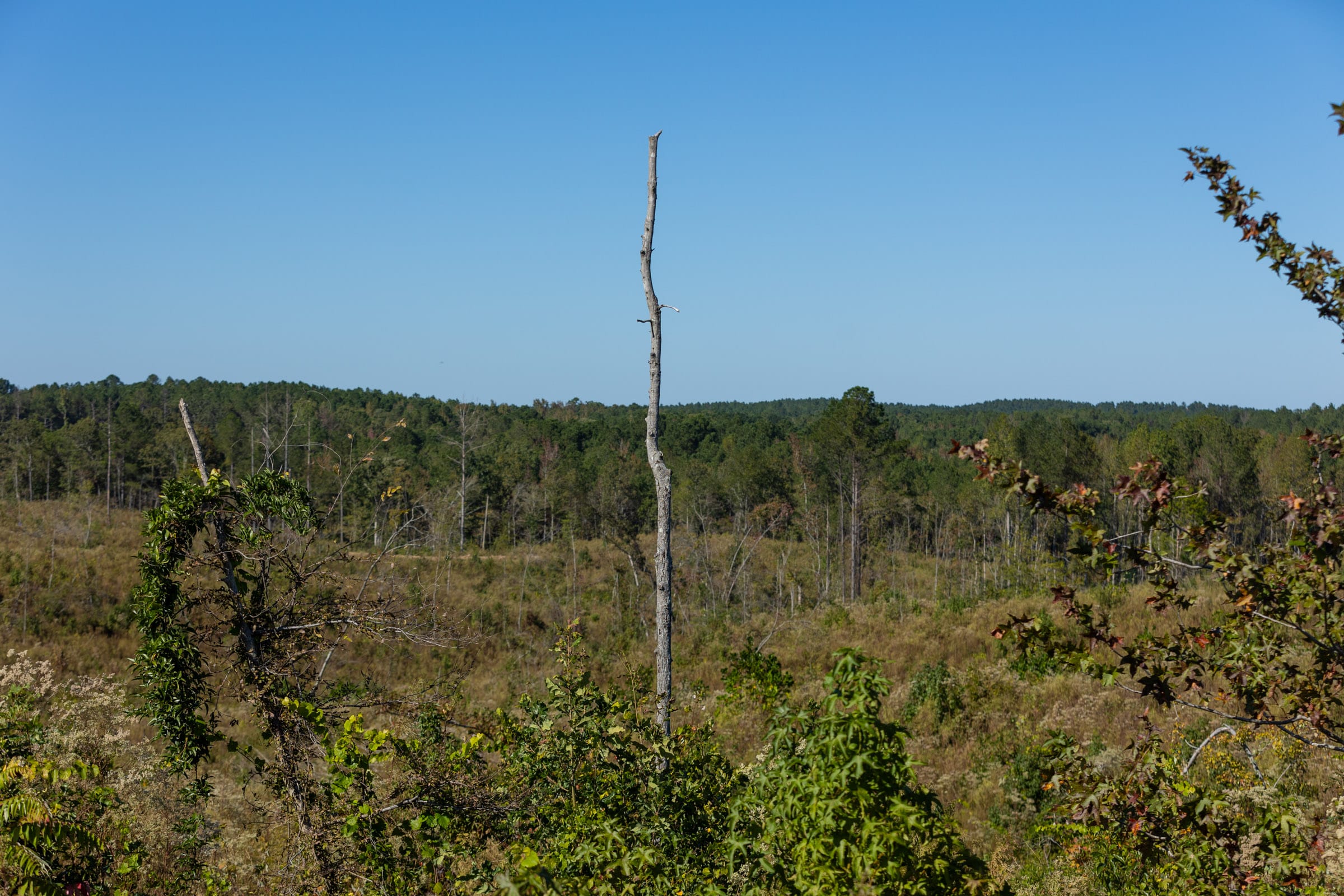 Meyer’s Ridge Tract 20 photo 8