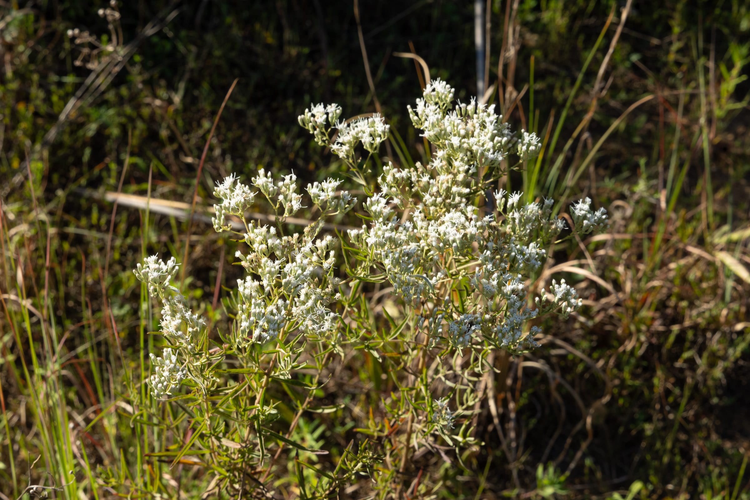 Big White Oak Tract 108 photo 10
