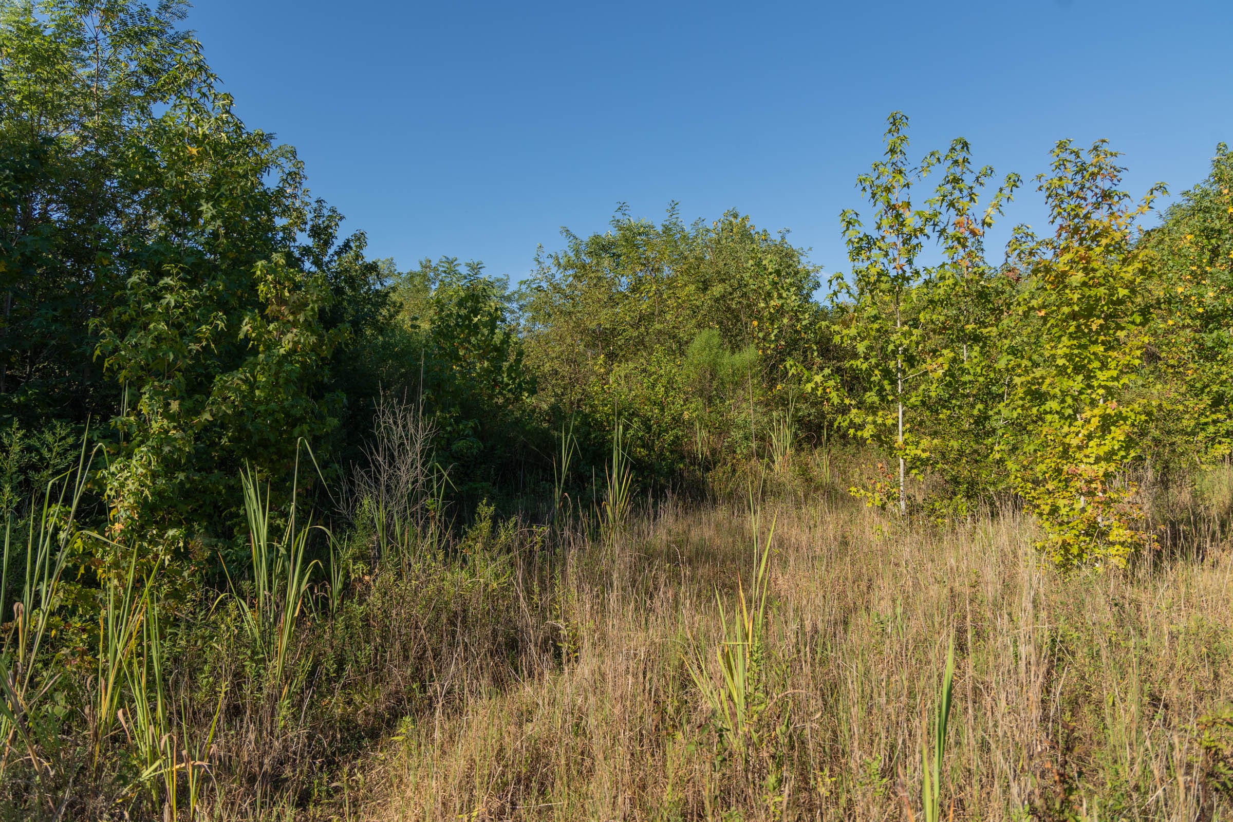 Big White Oak Tract 108 photo 7