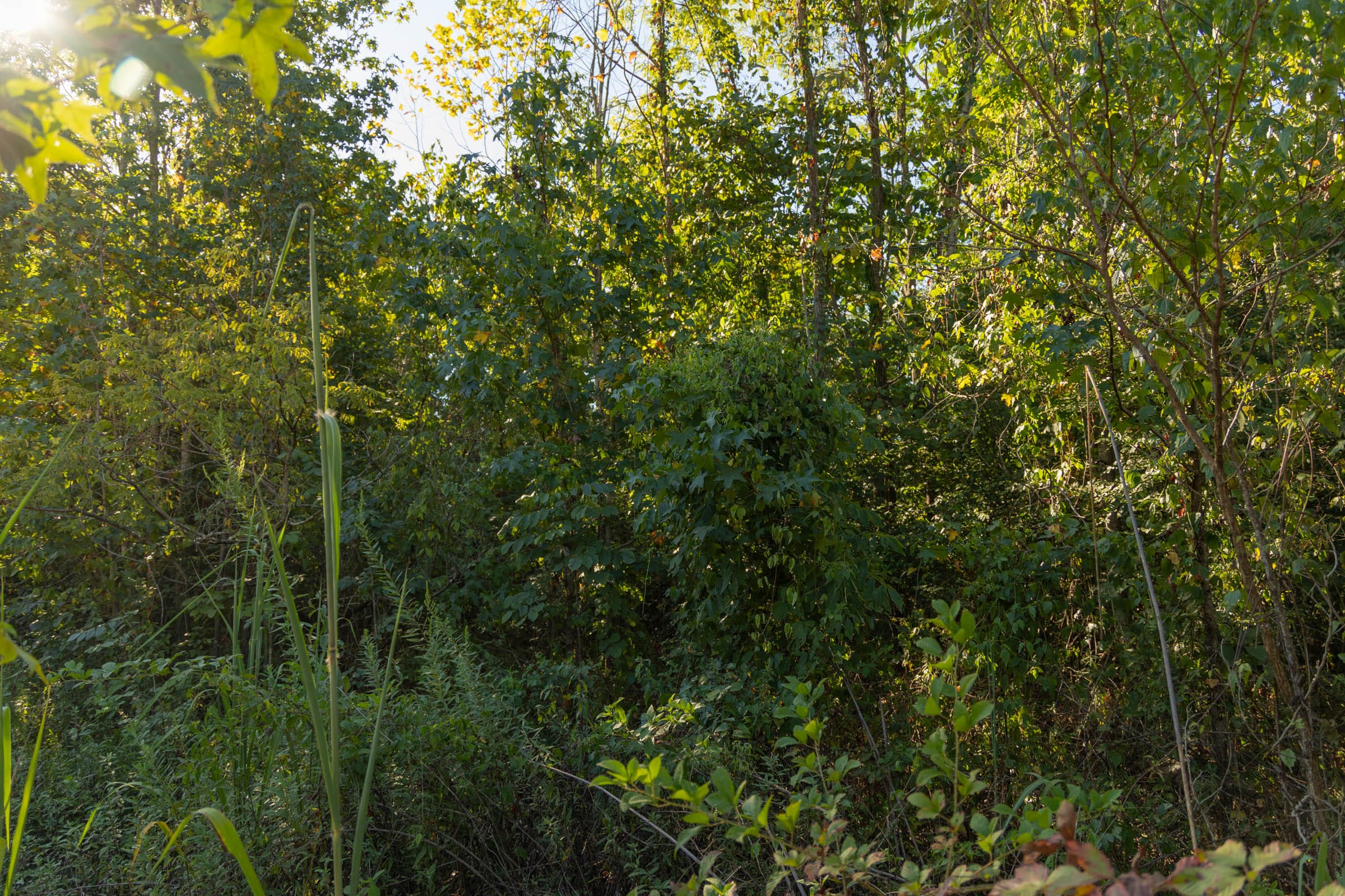 Big White Oak Tract 108 photo 4